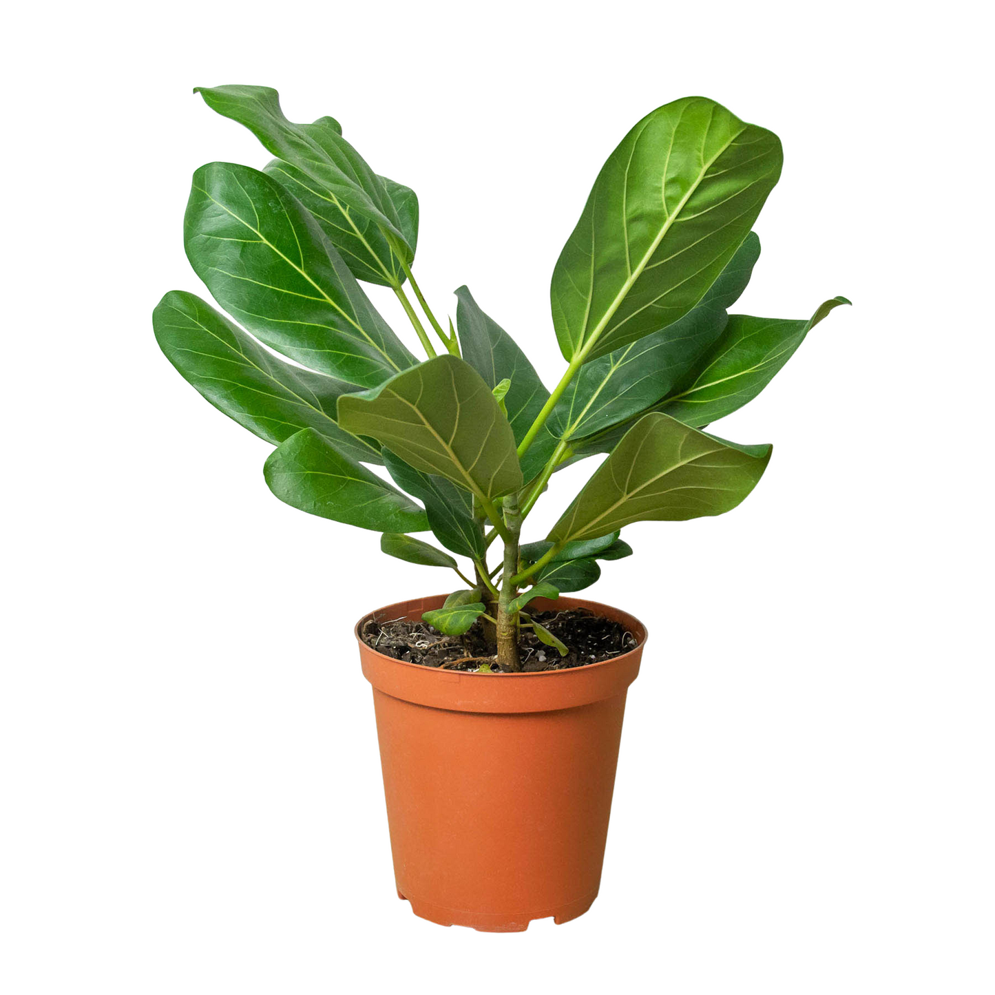 Ficus Audrey 6"