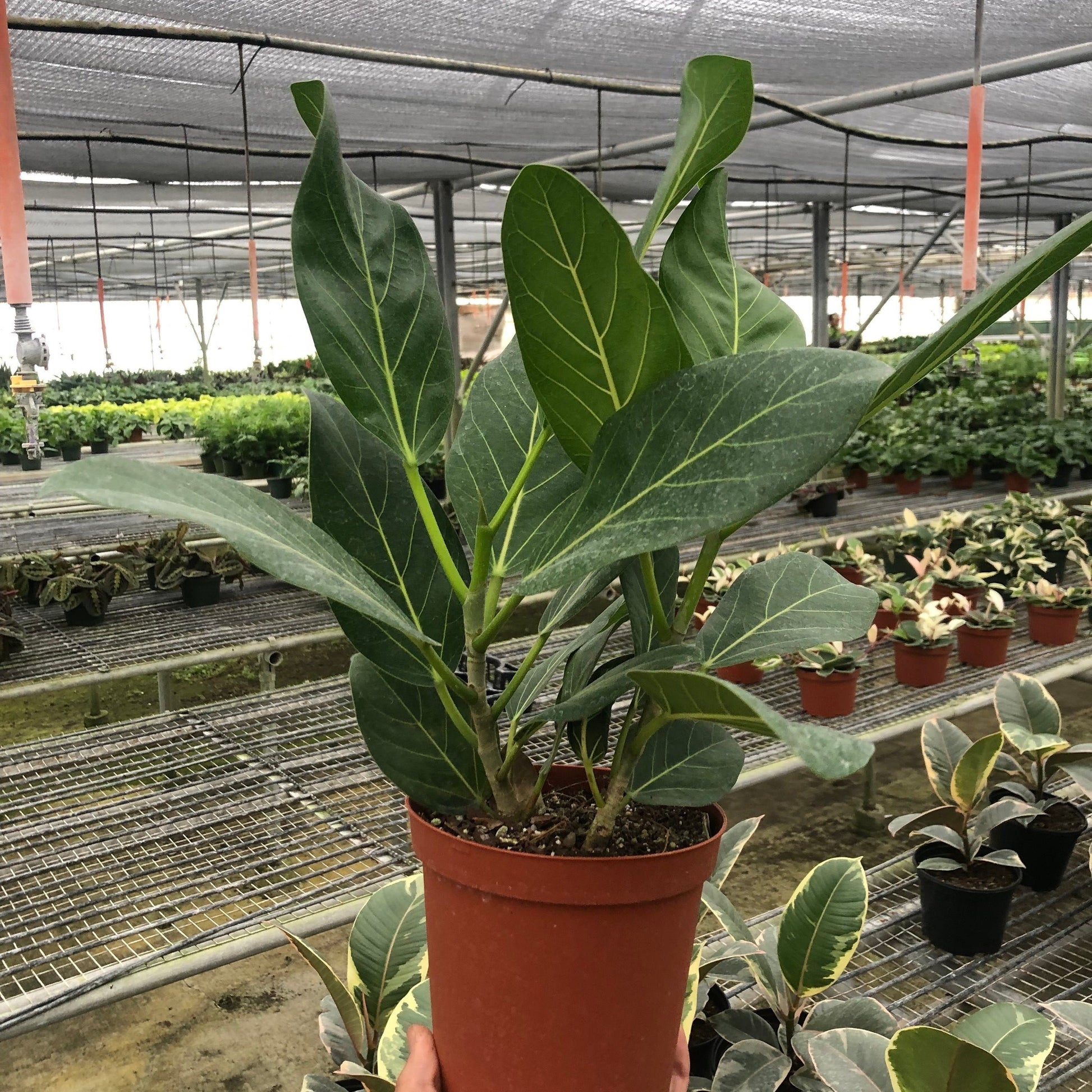 Ficus Audrey 6"