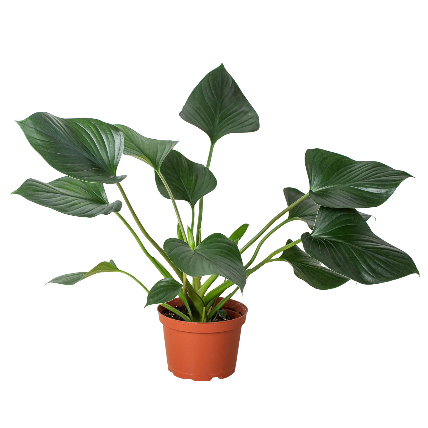 Emerald Gem Plant