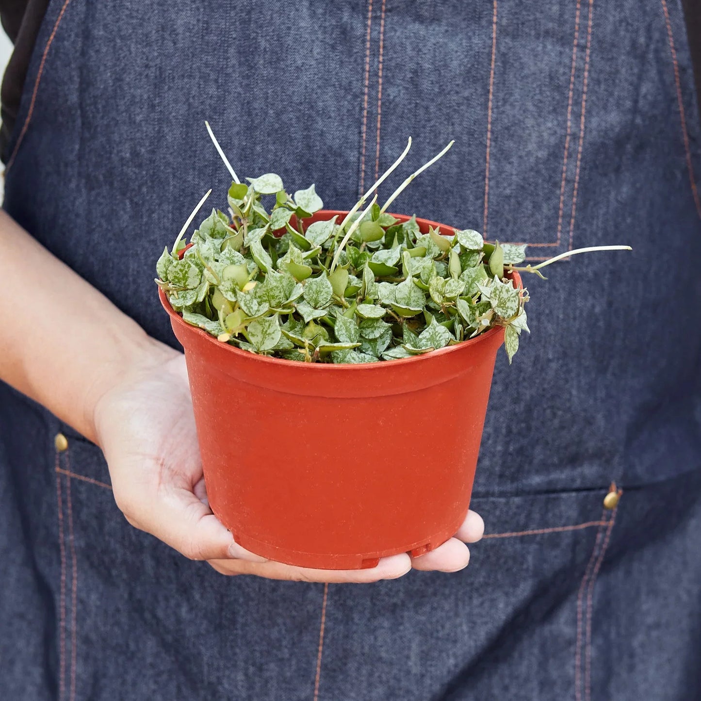 Flower Wax Plant 