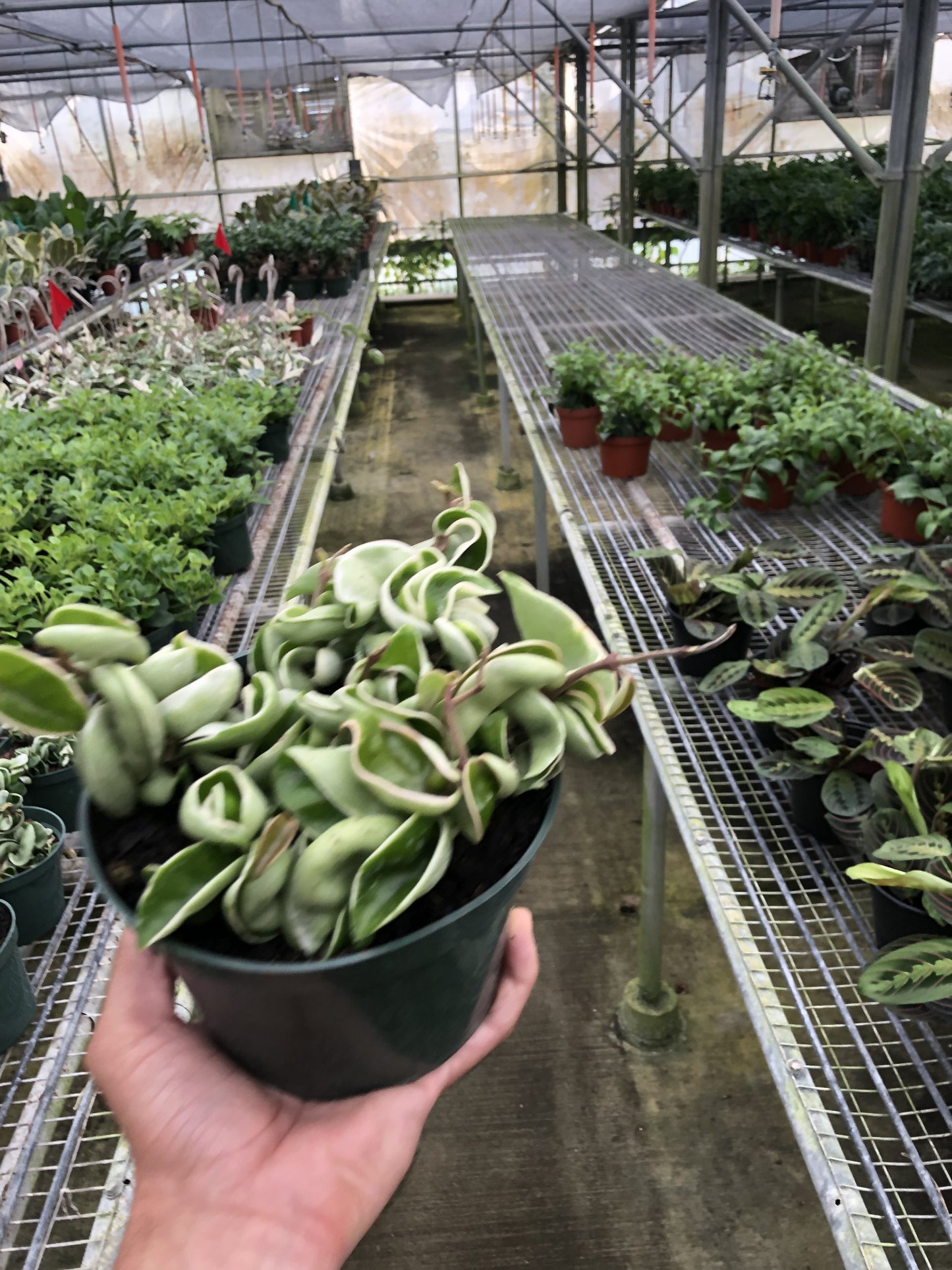 Hindu Rope Variegated Hoya