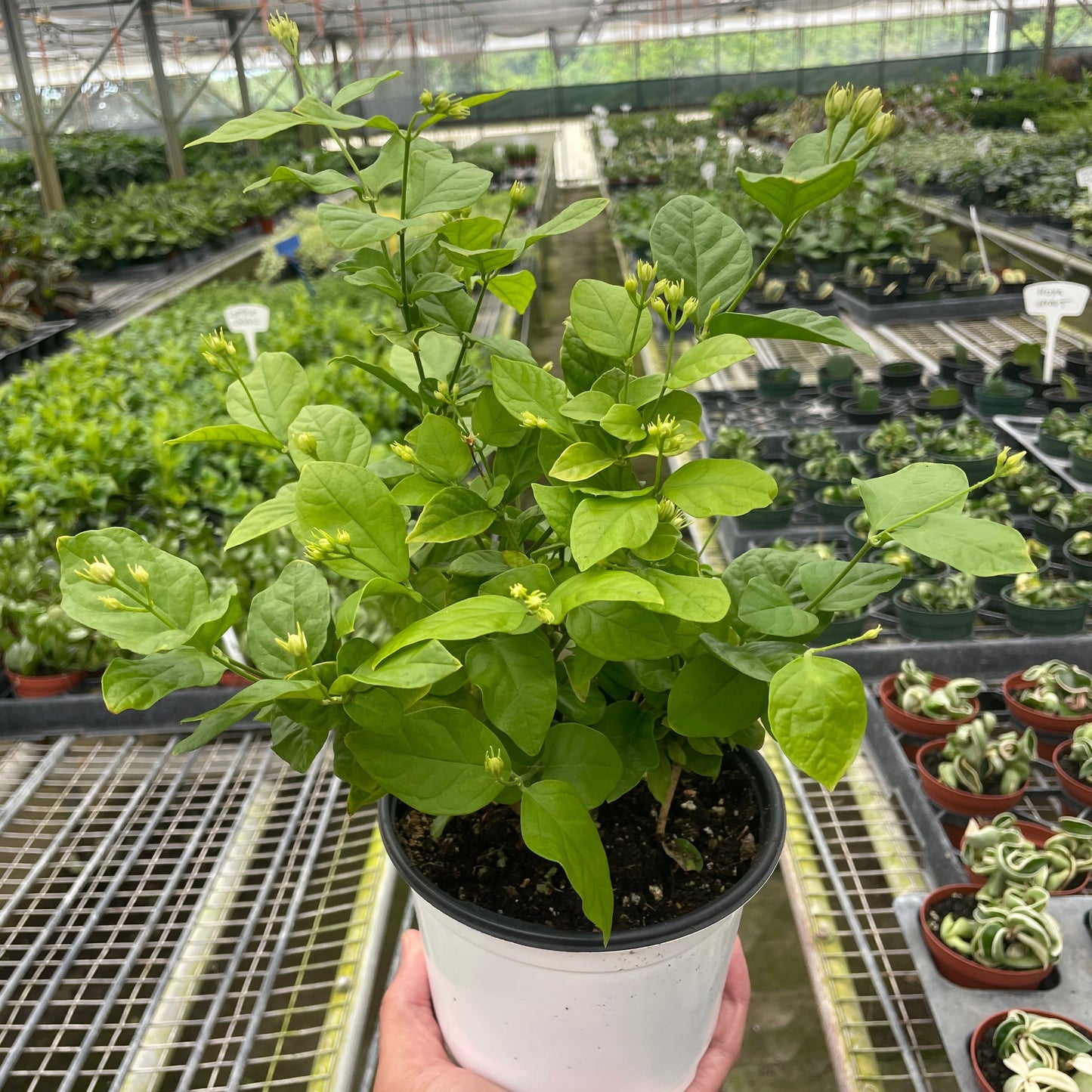 Arabian jasmine 6"