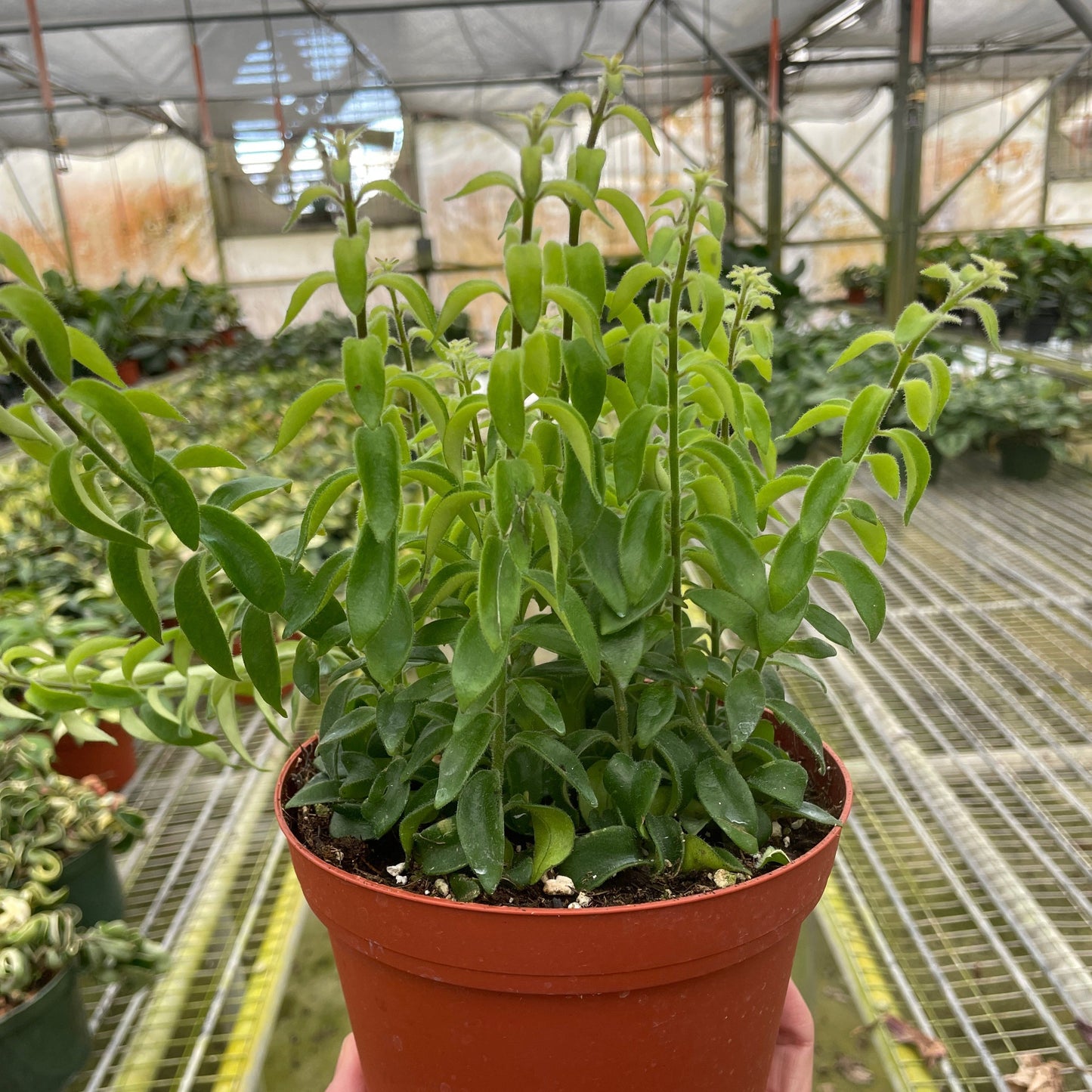 Curly Lipstick Plant