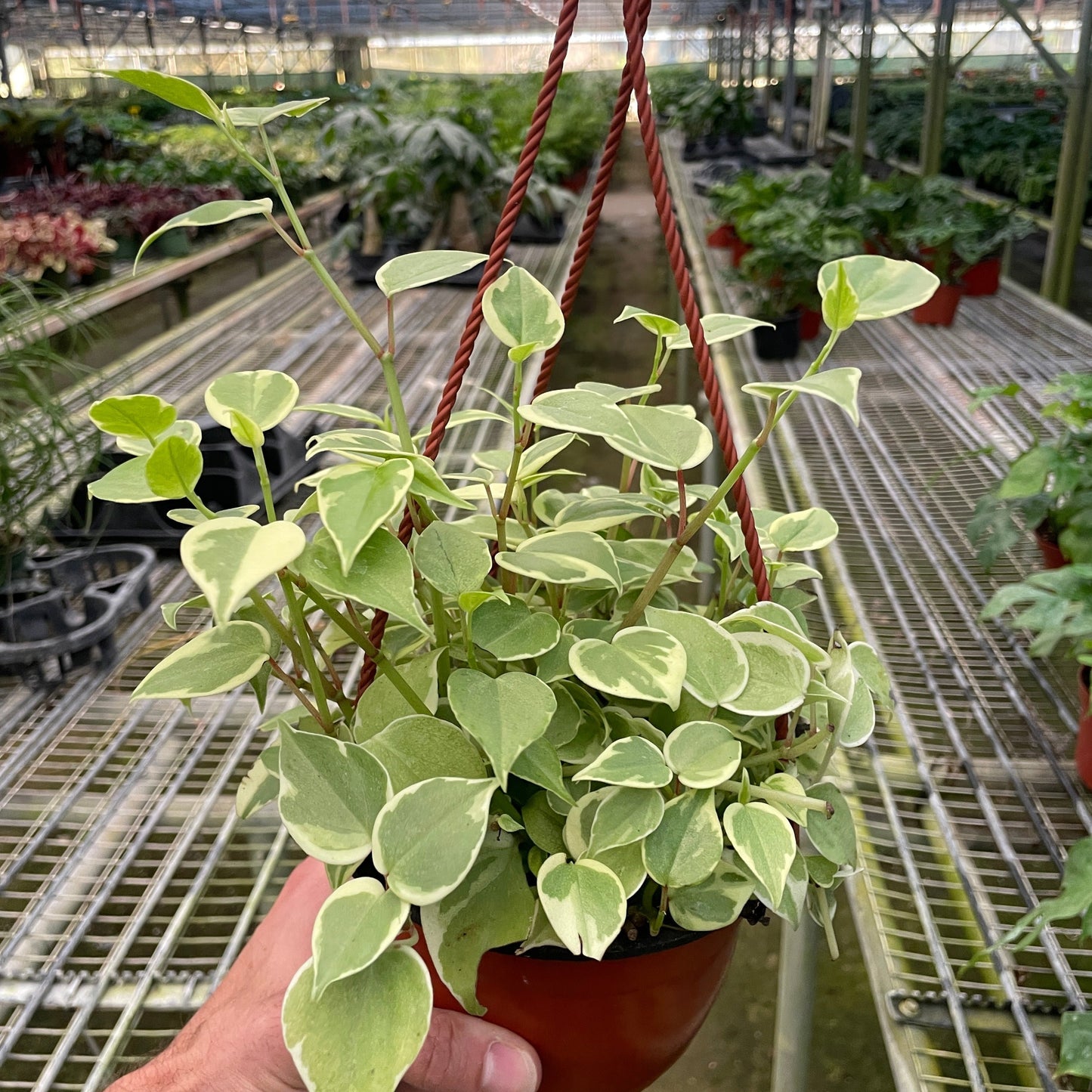 Peperomia Nitida 'Cupid'