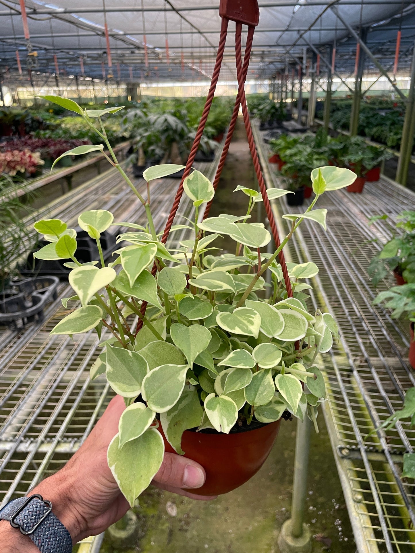 Peperomia Nitida 'Cupid'