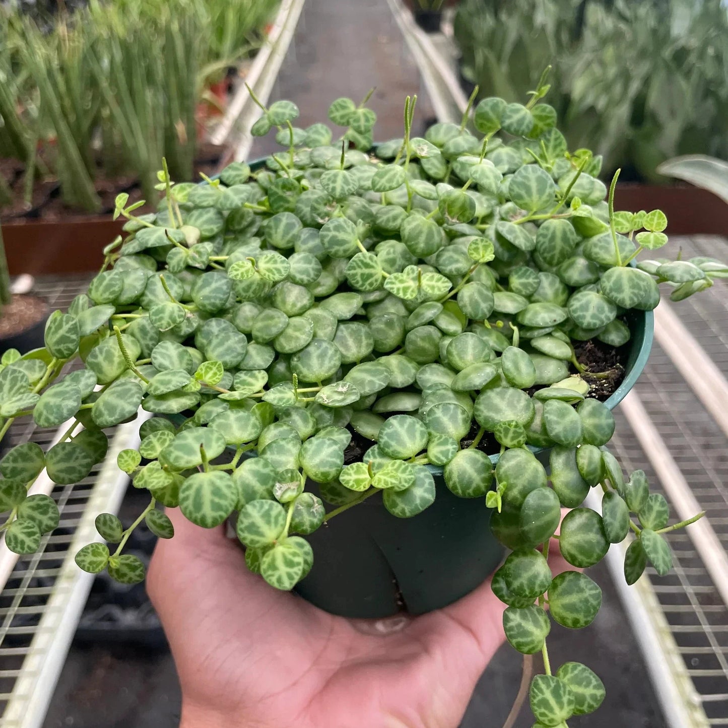 Peperomia Prostrata 'String of Turtles'