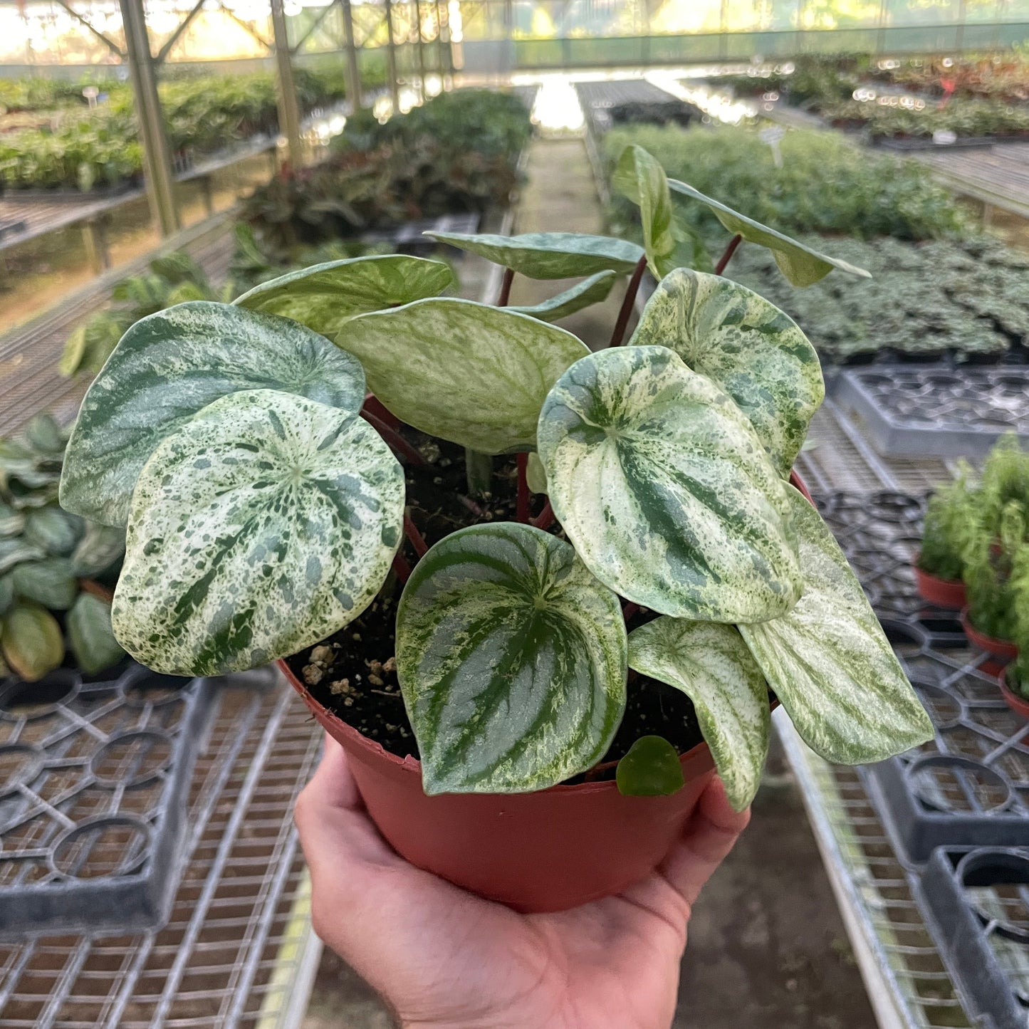 Peperomia 'Watermelon Variegated'