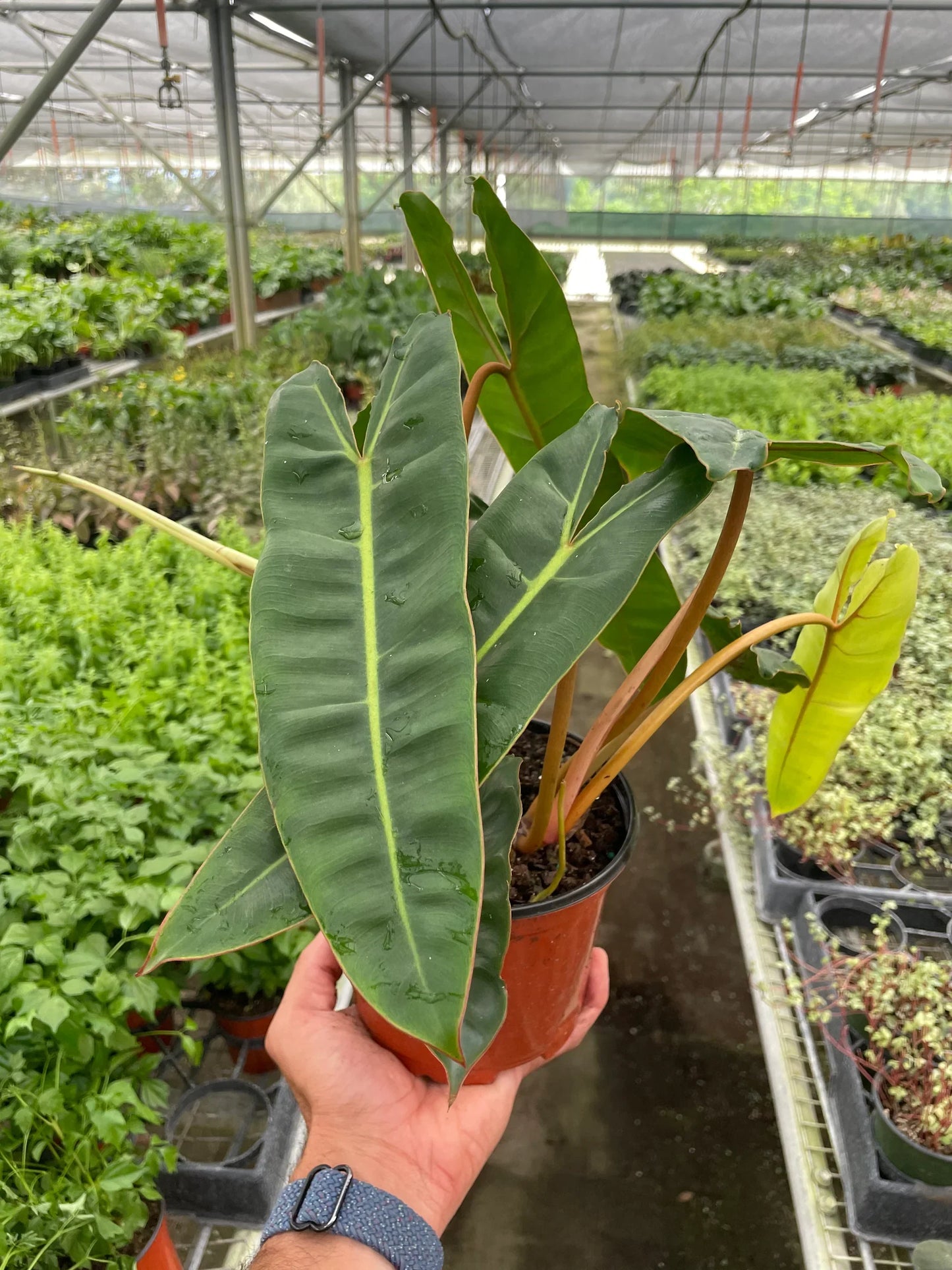 Philodendron 'Billietiae'