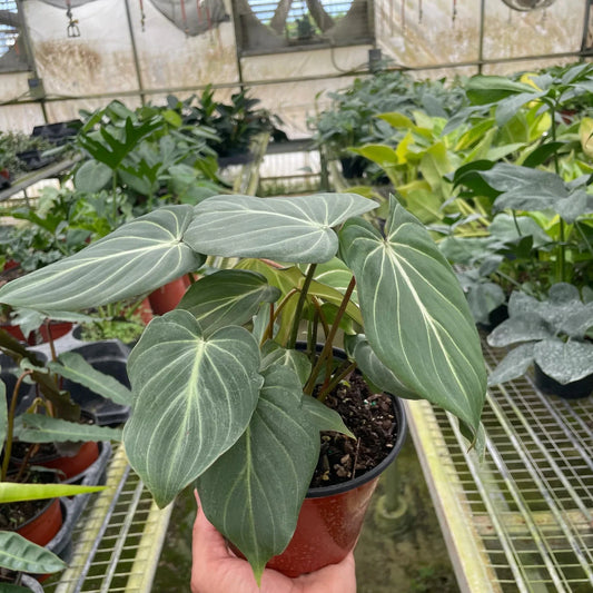 Philodendron Gloriosum