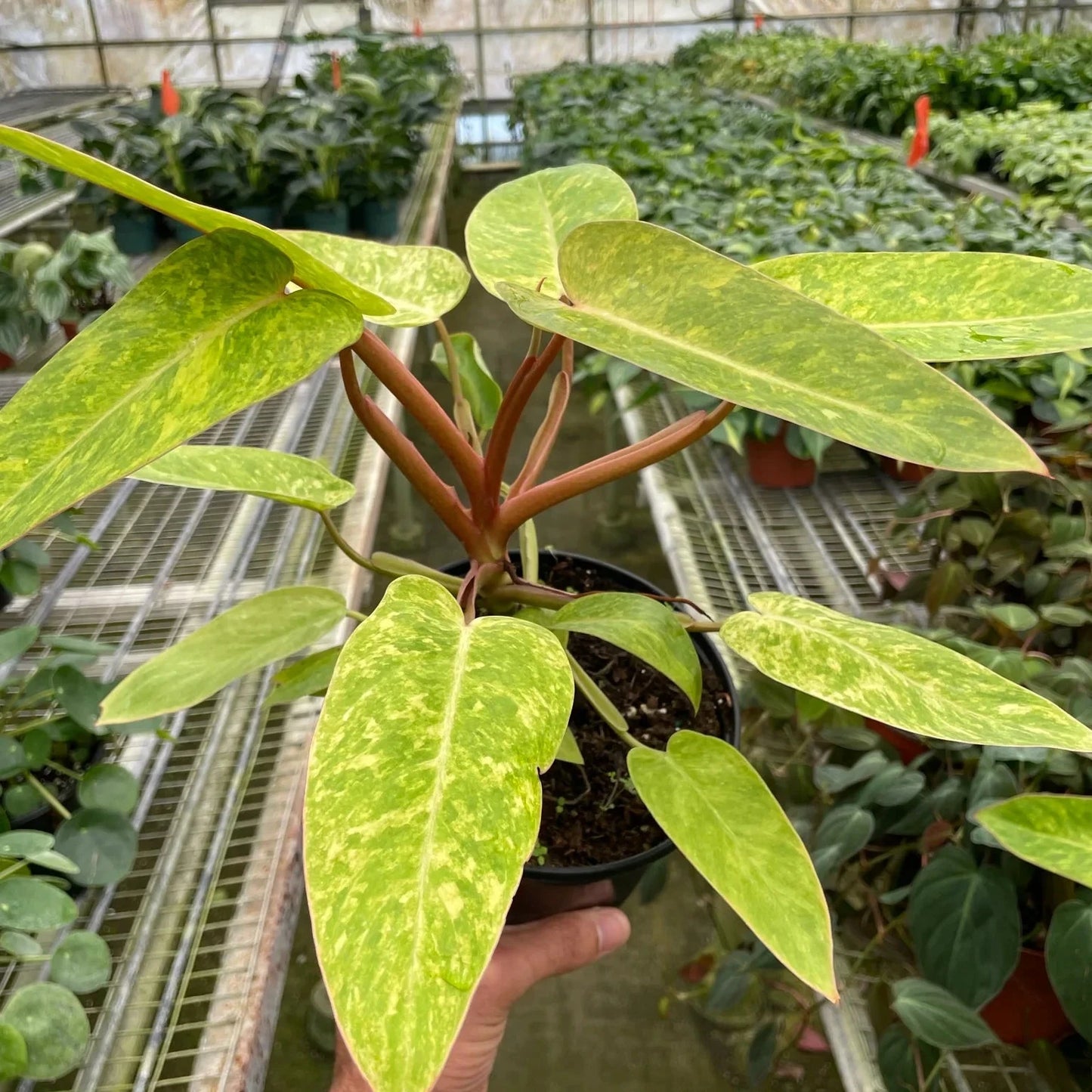 Philodendron 'Painted Lady'