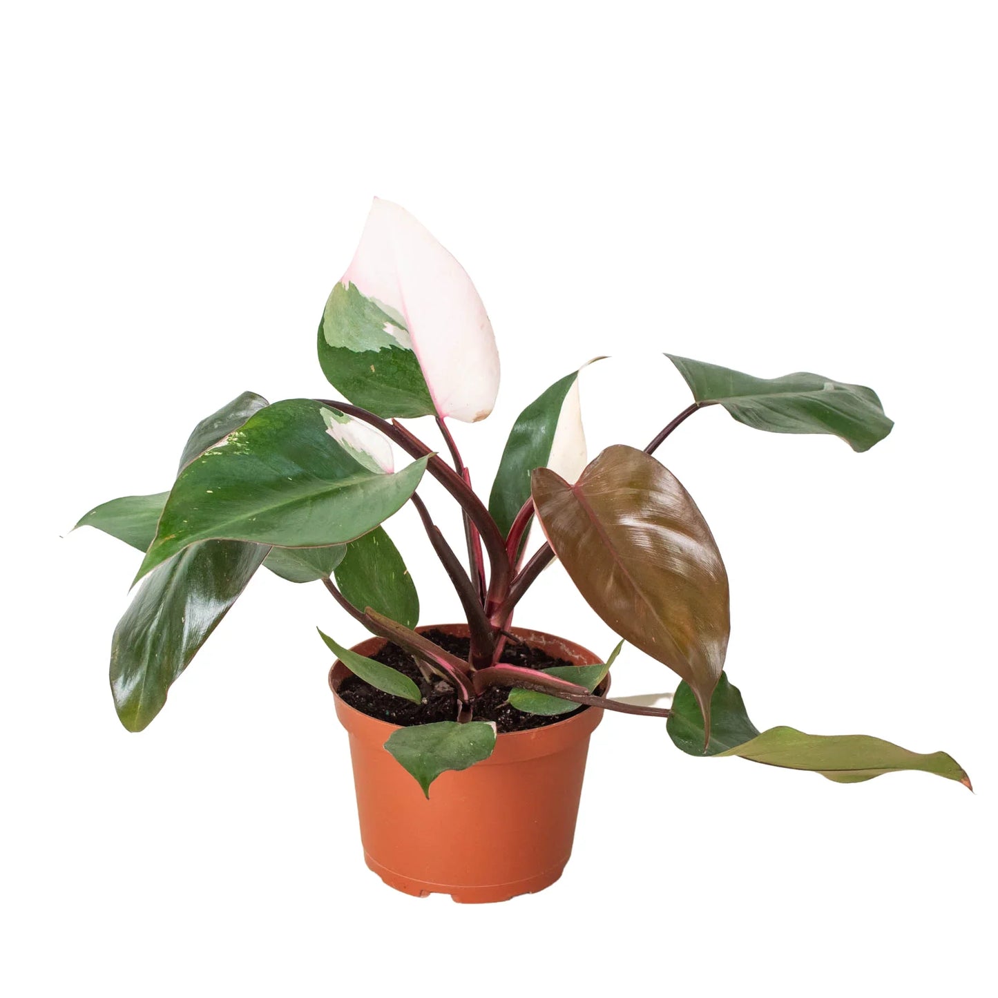 Pink Princess Philodendron 3"