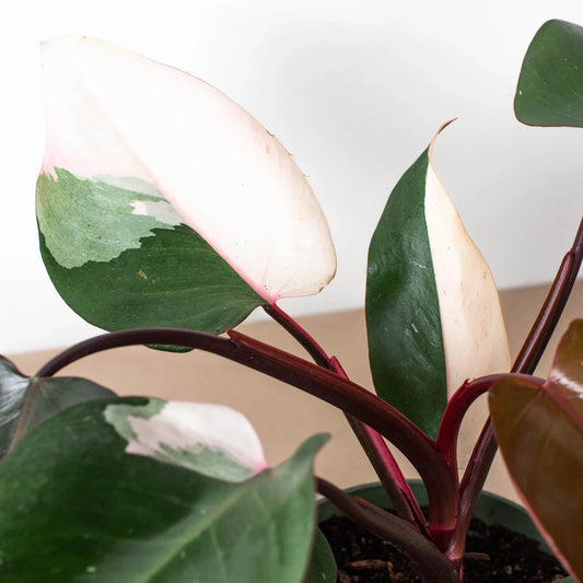 Pink Princess Philodendron 6"