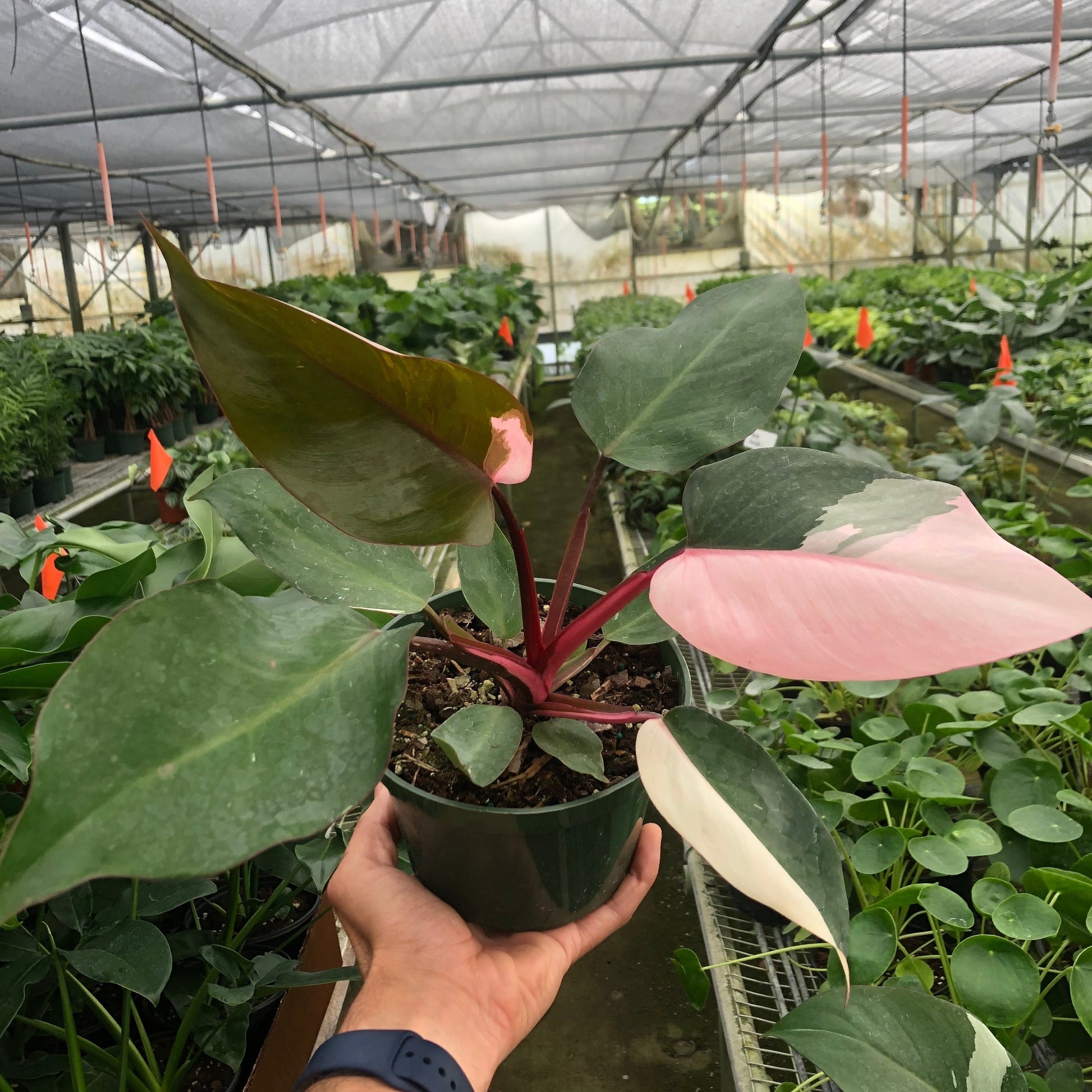 Pink Princess Philodendron 6"