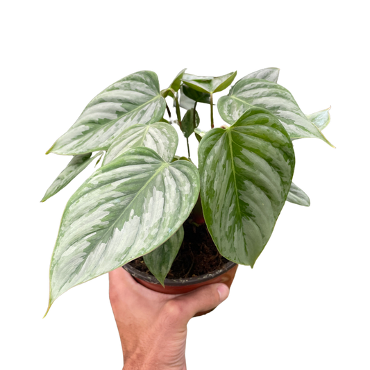 Philodendron 'Sodiroi' Brandtianum