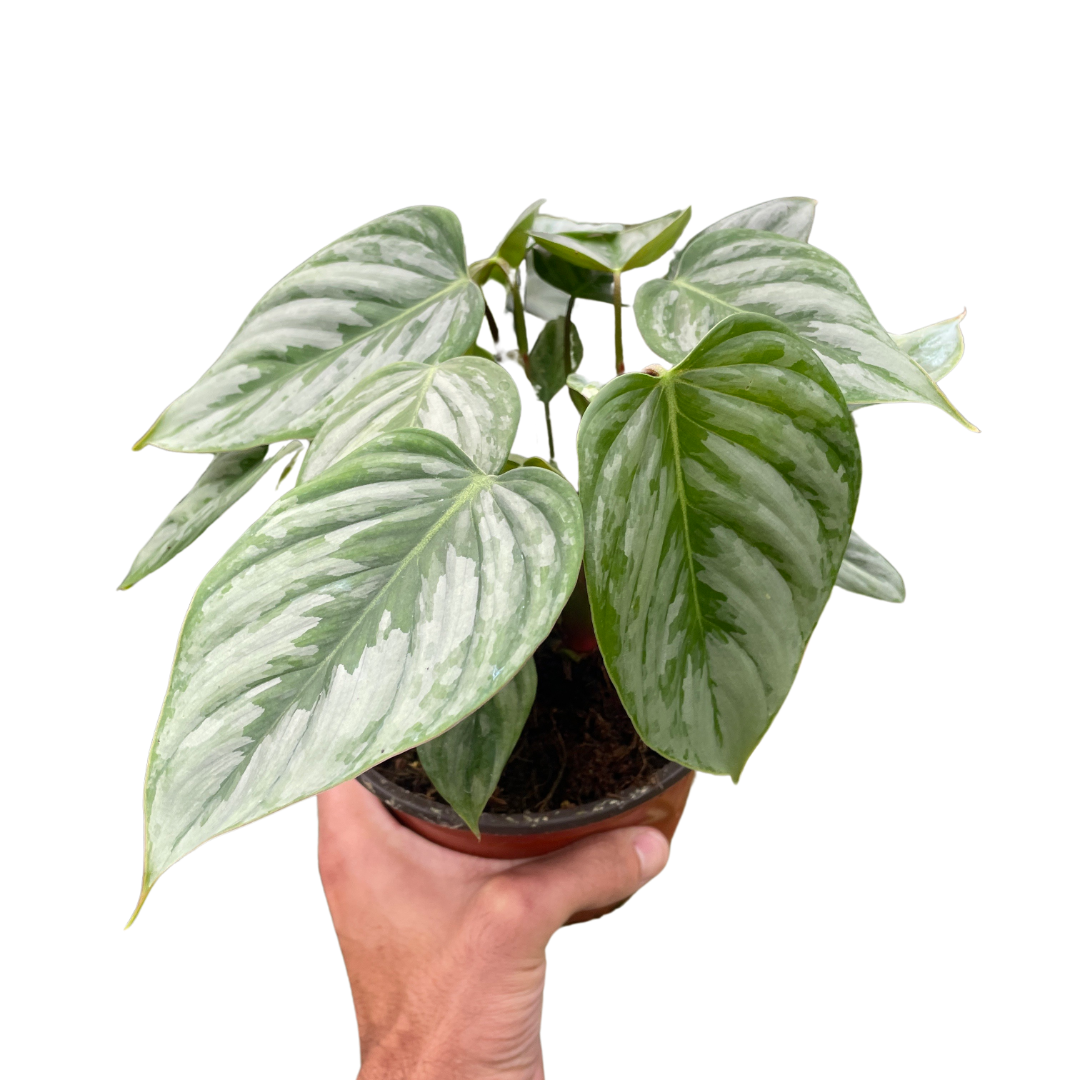 Philodendron 'Sodiroi' Brandtianum