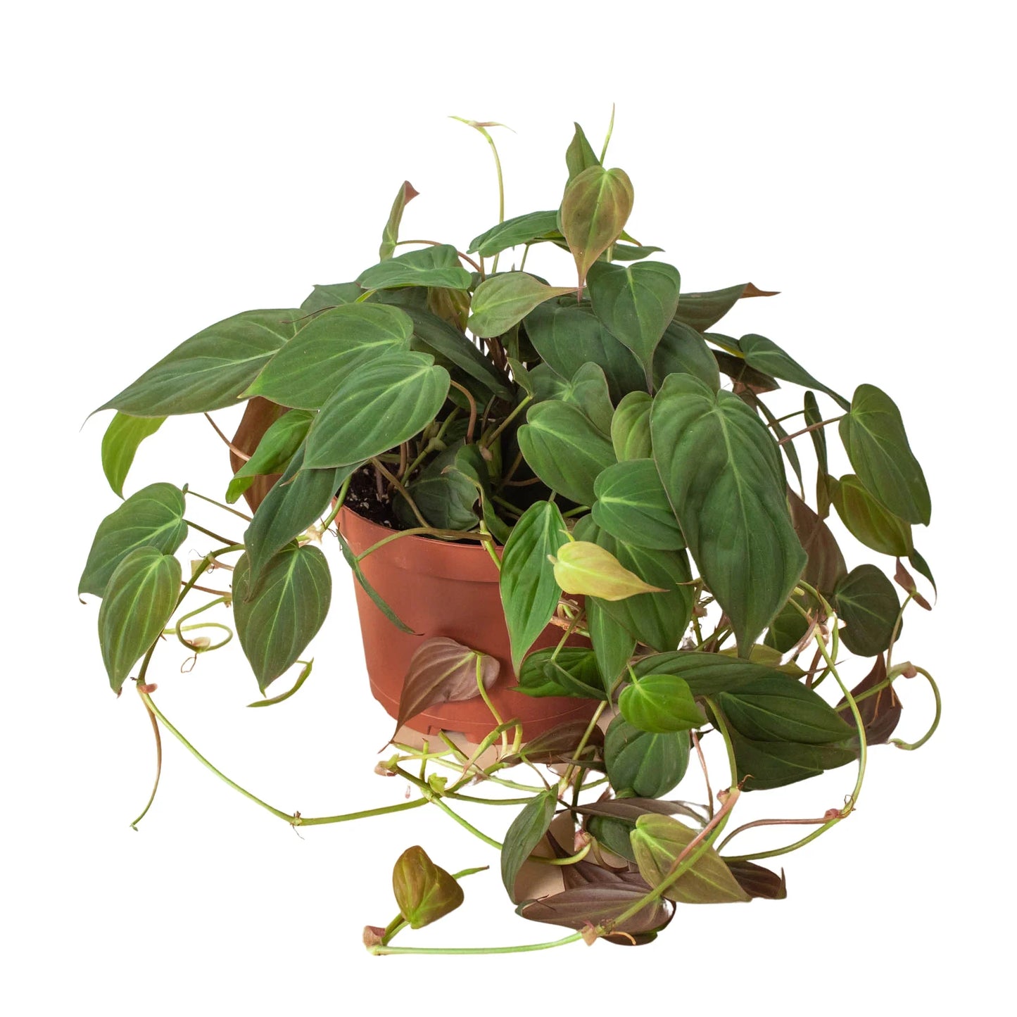 Philodendron Micans 6"