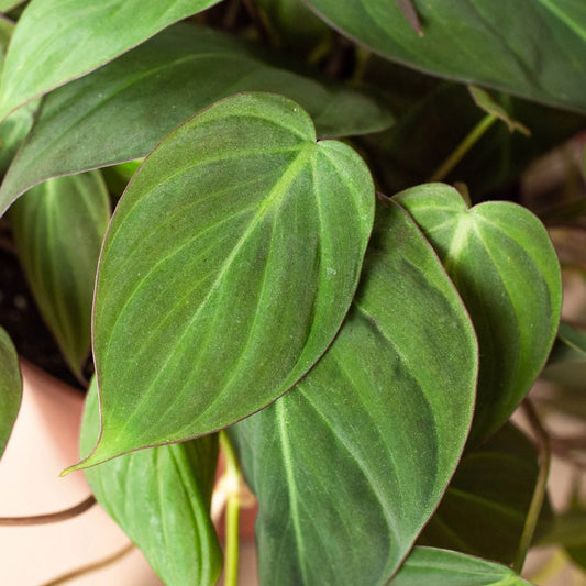 Philodendron Micans