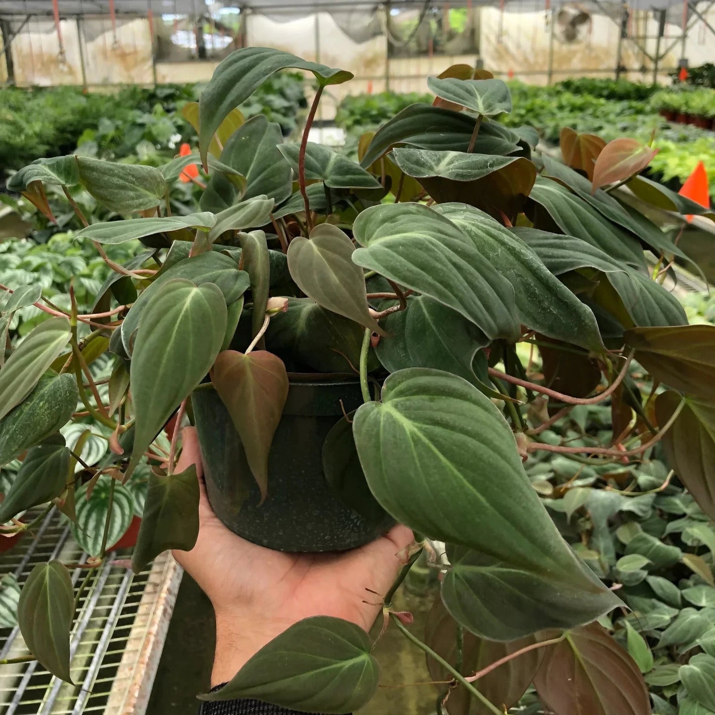 Velvet Leaf Philodendron 6"