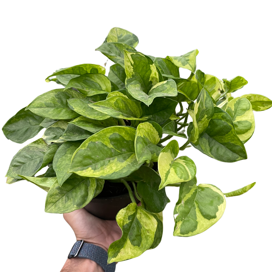 Pothos 'Lemon Meringue'