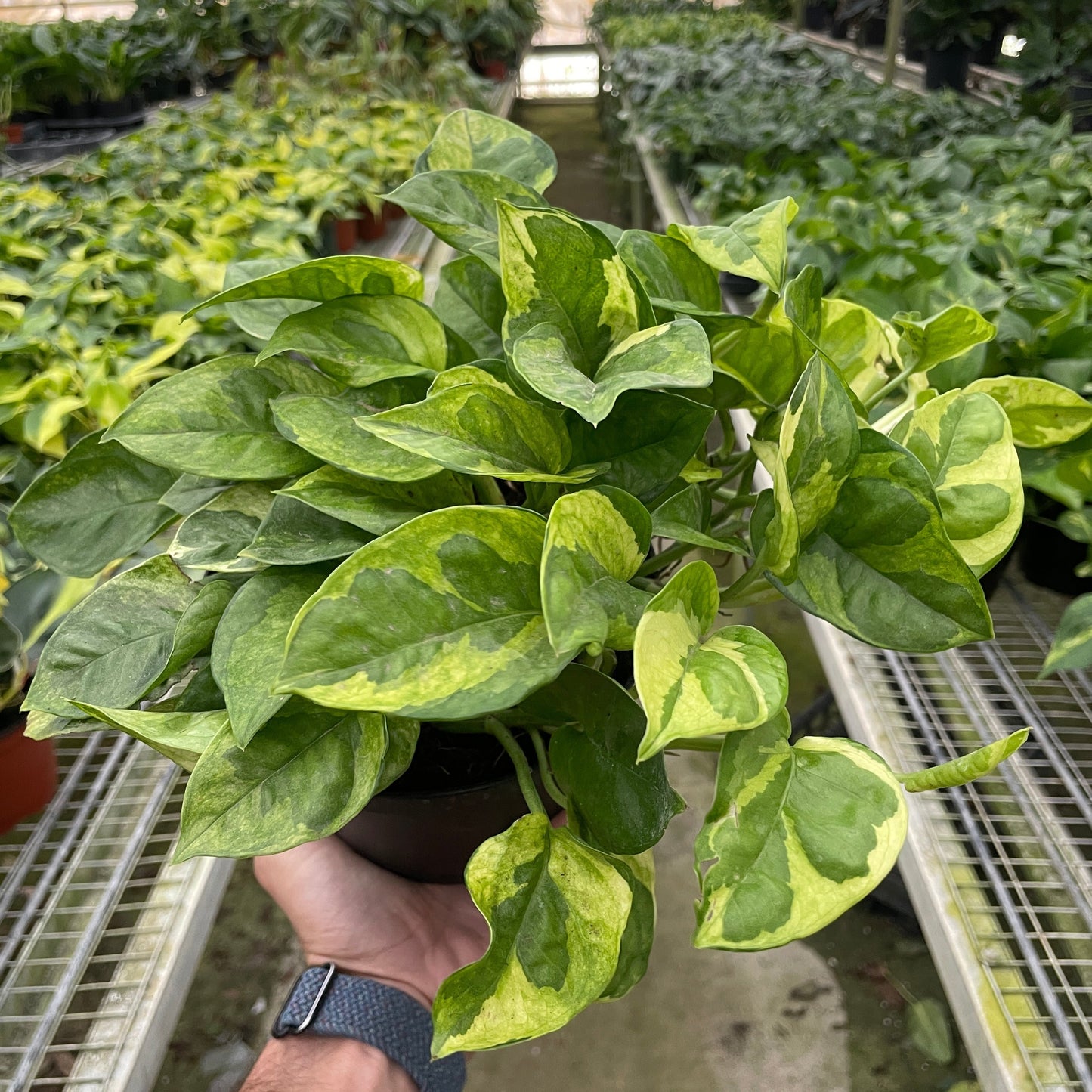 Lemon Meringue Pothos