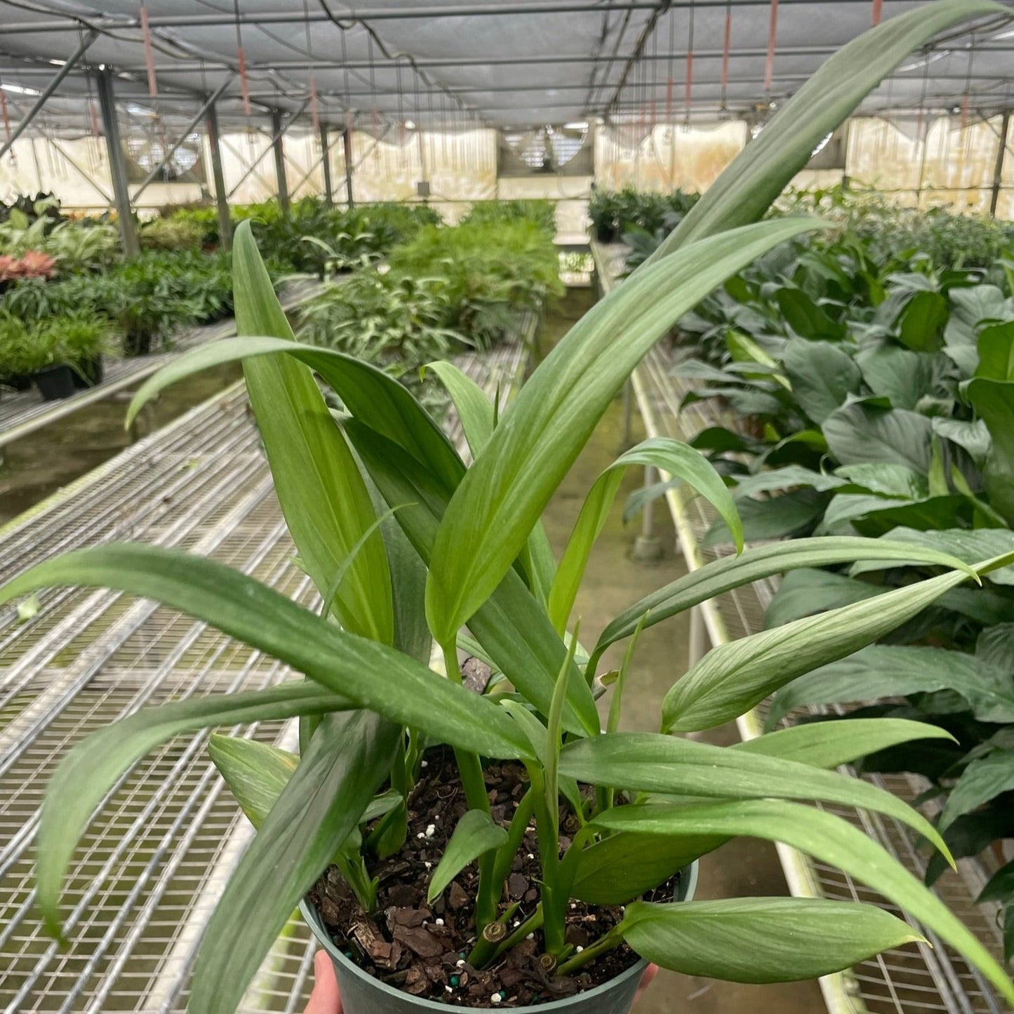 Silver Streak Pothos 6"