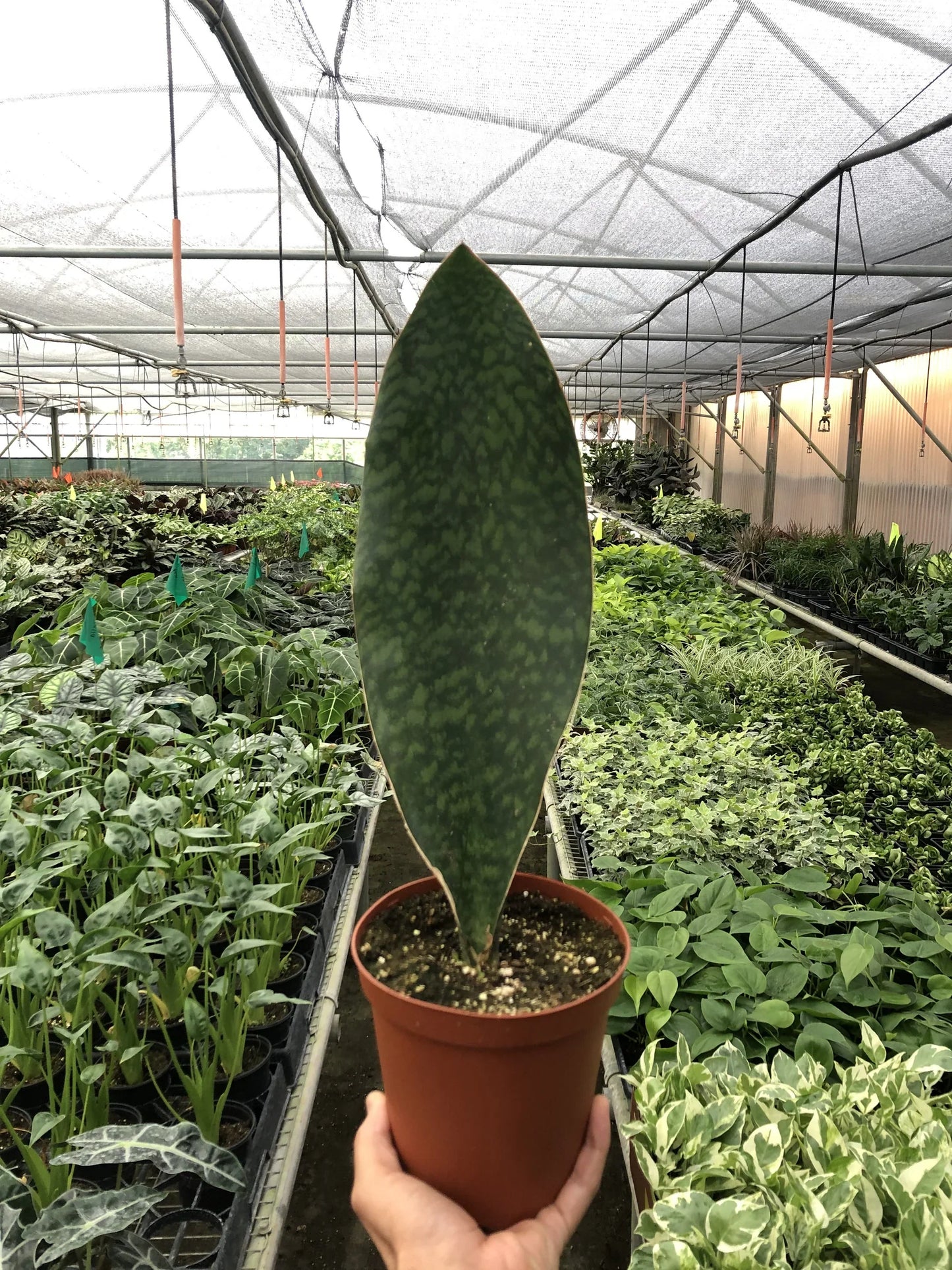 Shark Fin Snake Plant