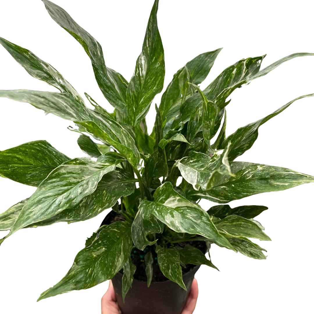 Variegated Peace Lily "Domino"