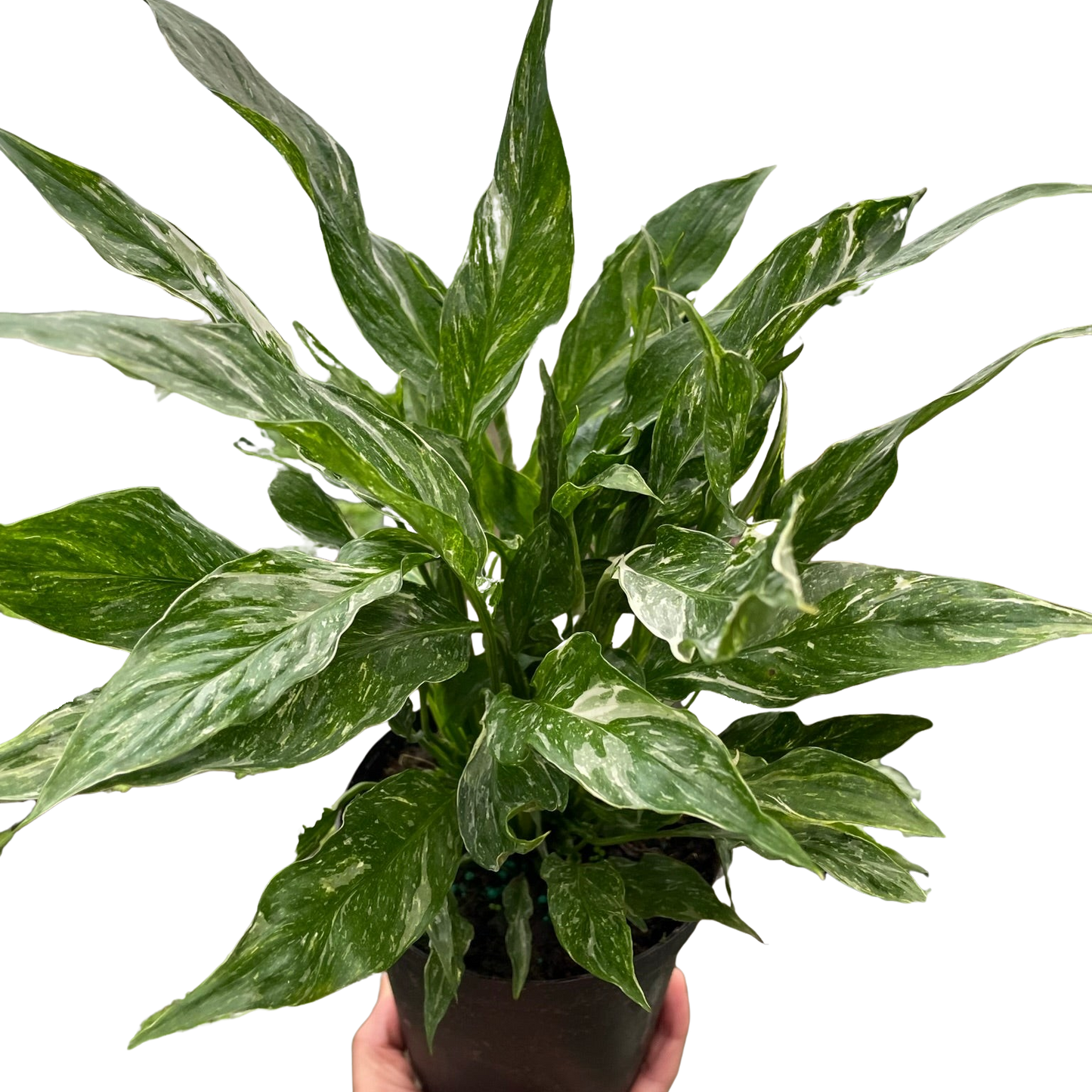 Variegated Peace Lily