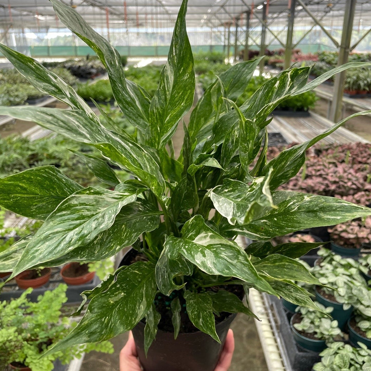 Variegated Peace Lily