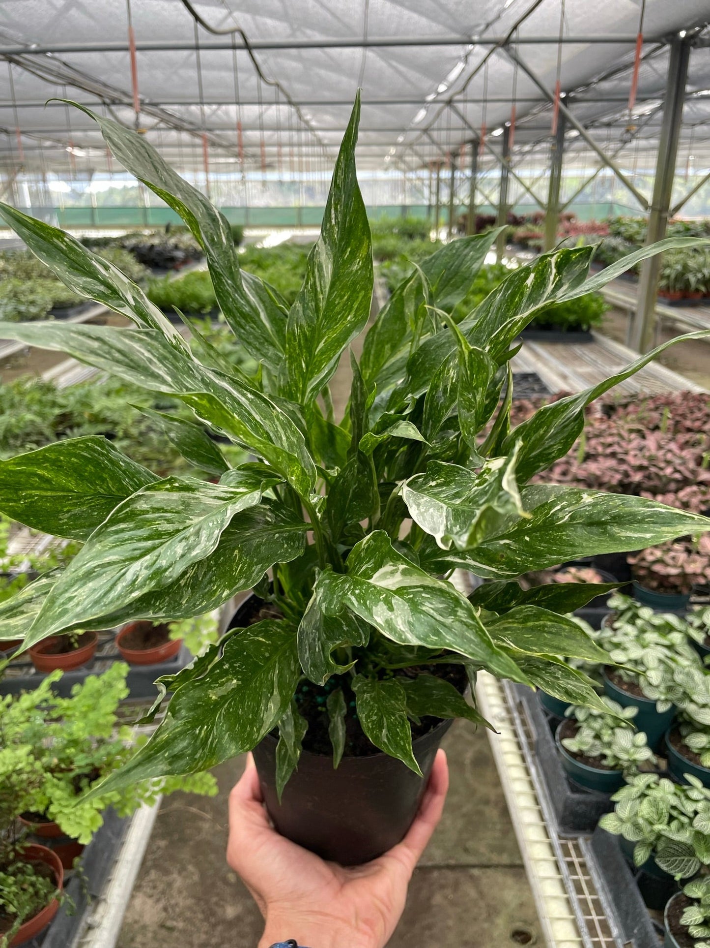 Variegated Peace Lily "Domino"