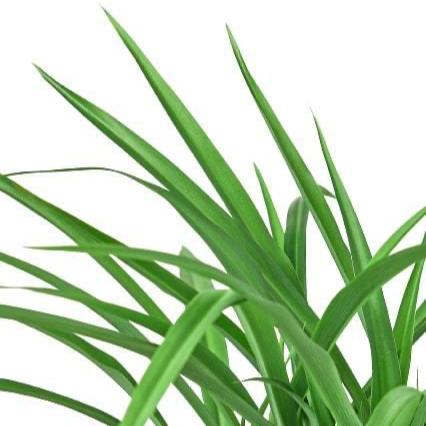 Green Spider Plant