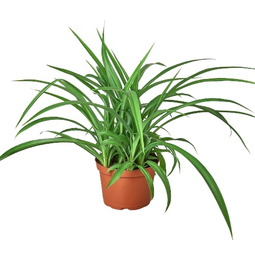 Green Spider Planter