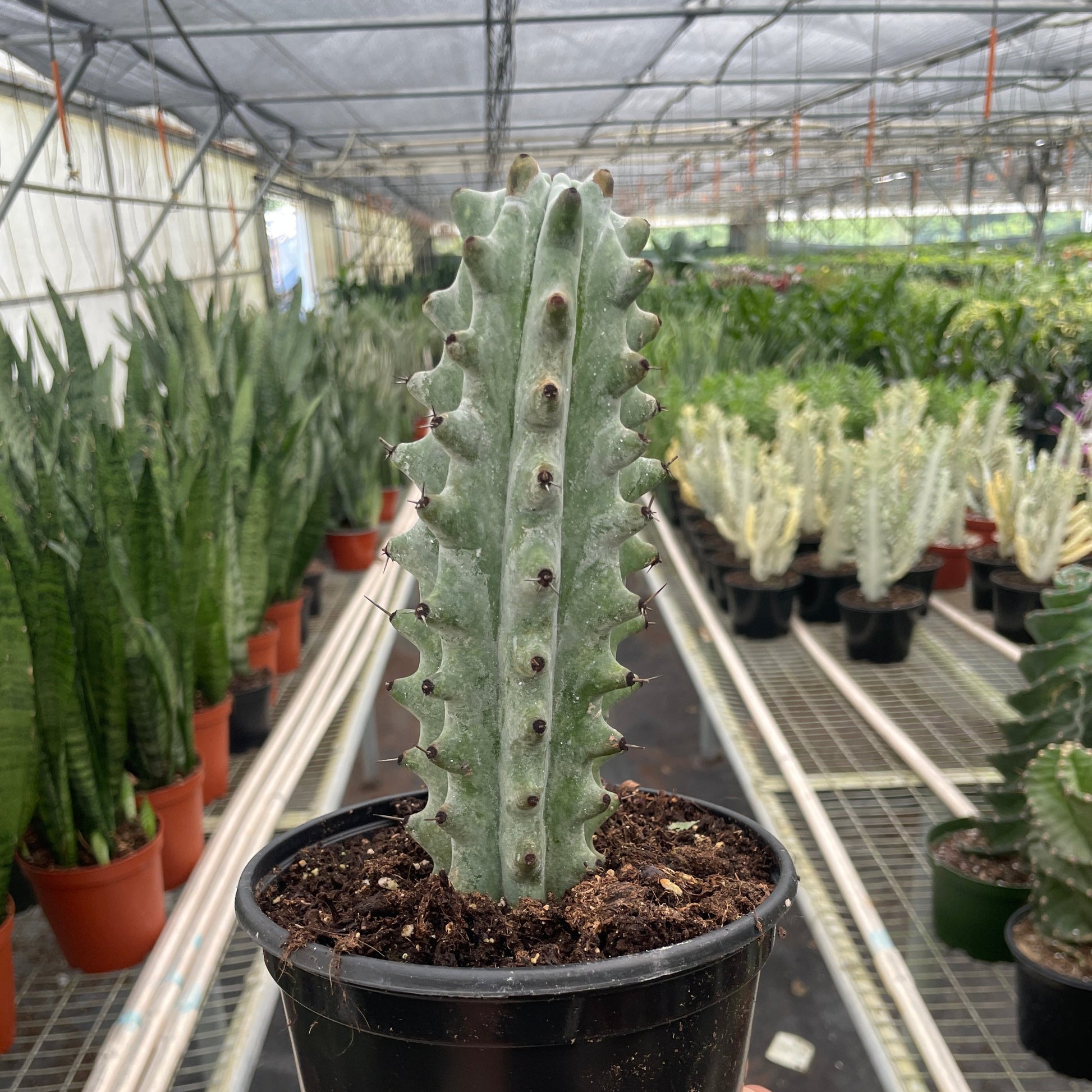 White Ghost Euphorbia  6"