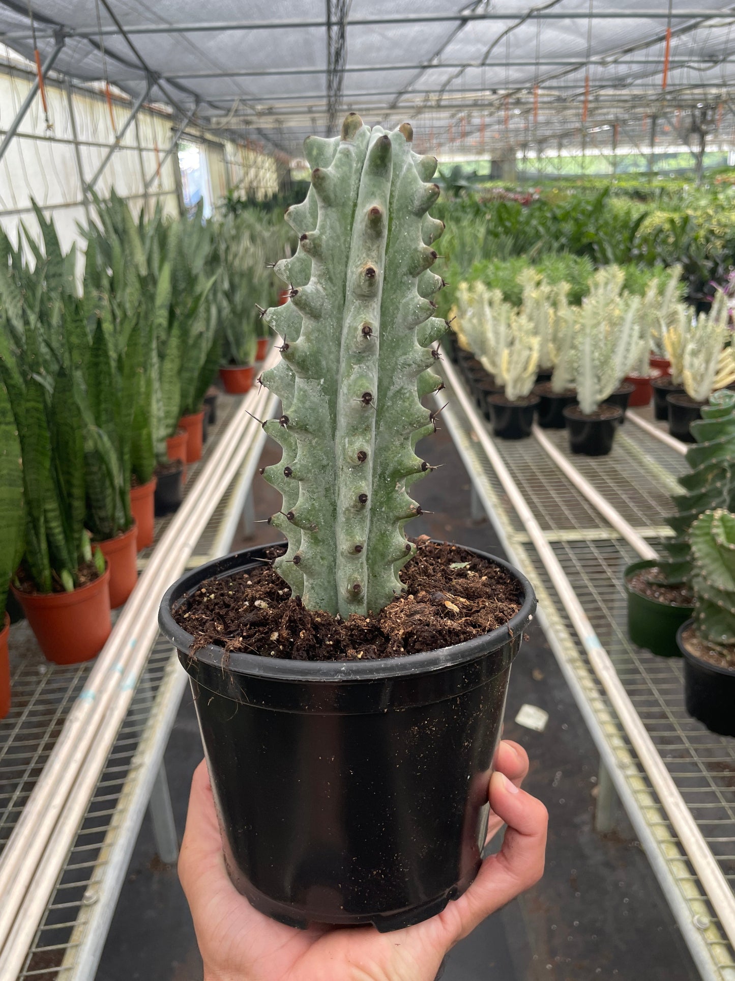 White Ghost Euphorbia