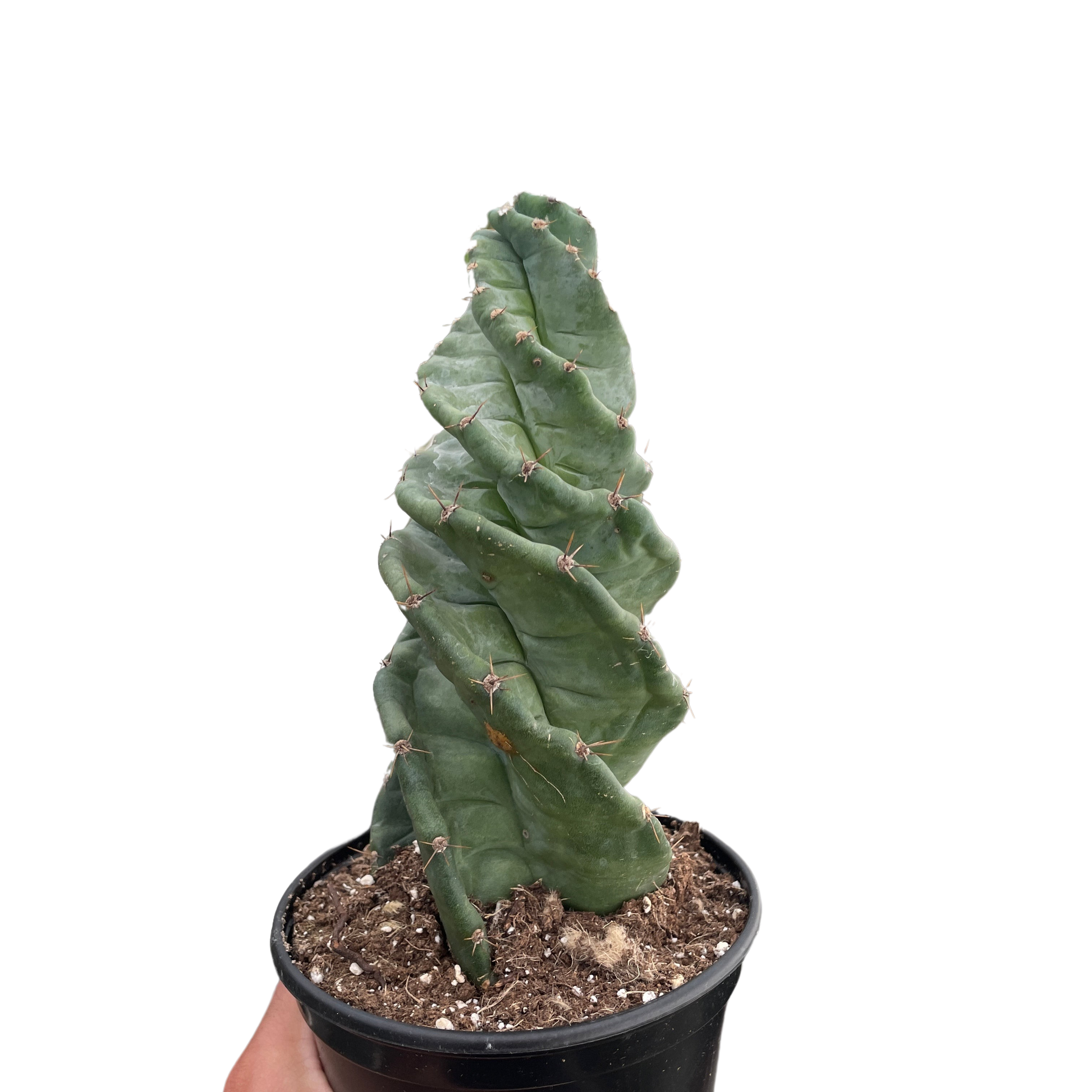 Spiral Cactus 6"