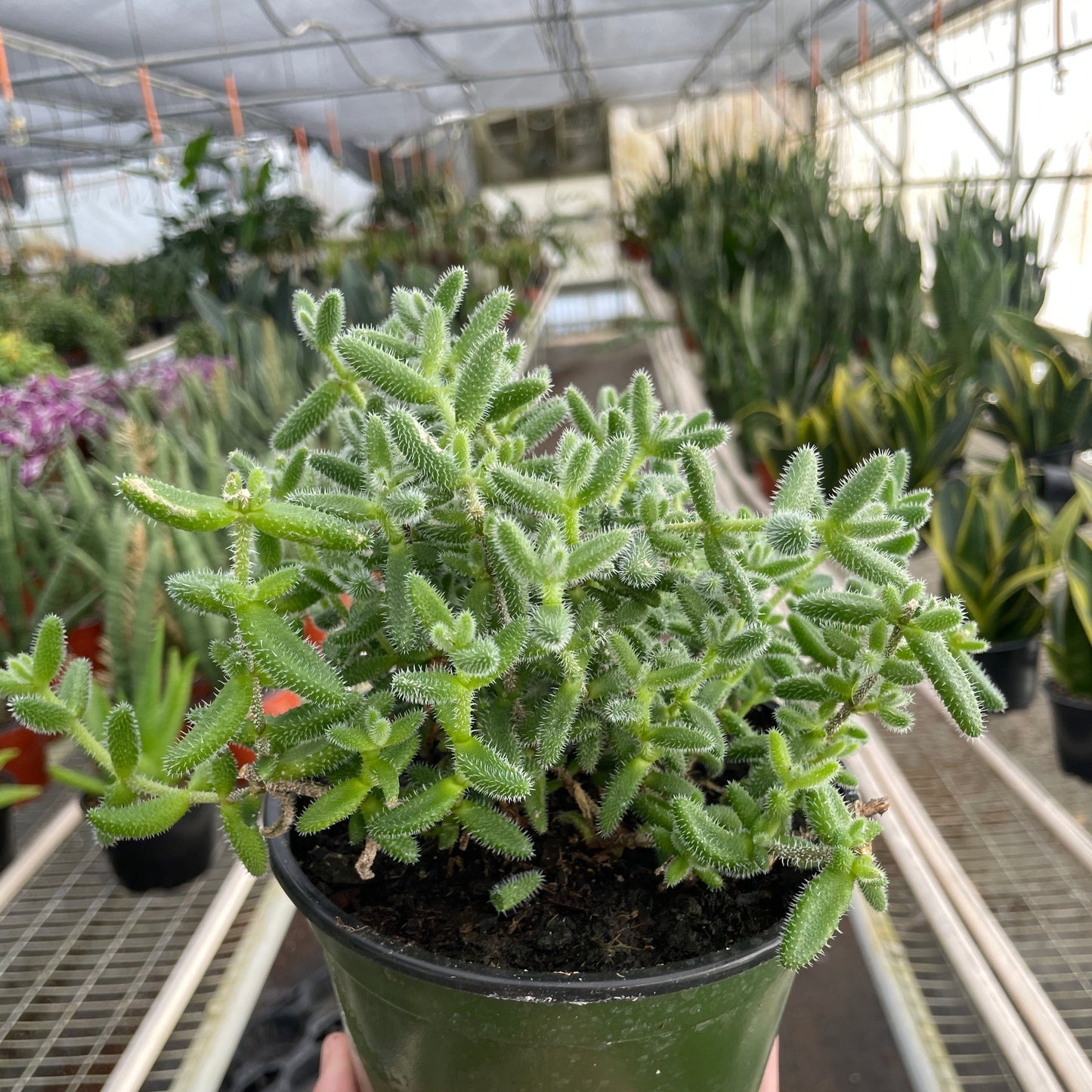 Delosperma echinatum 'Pickle Plant' 6"