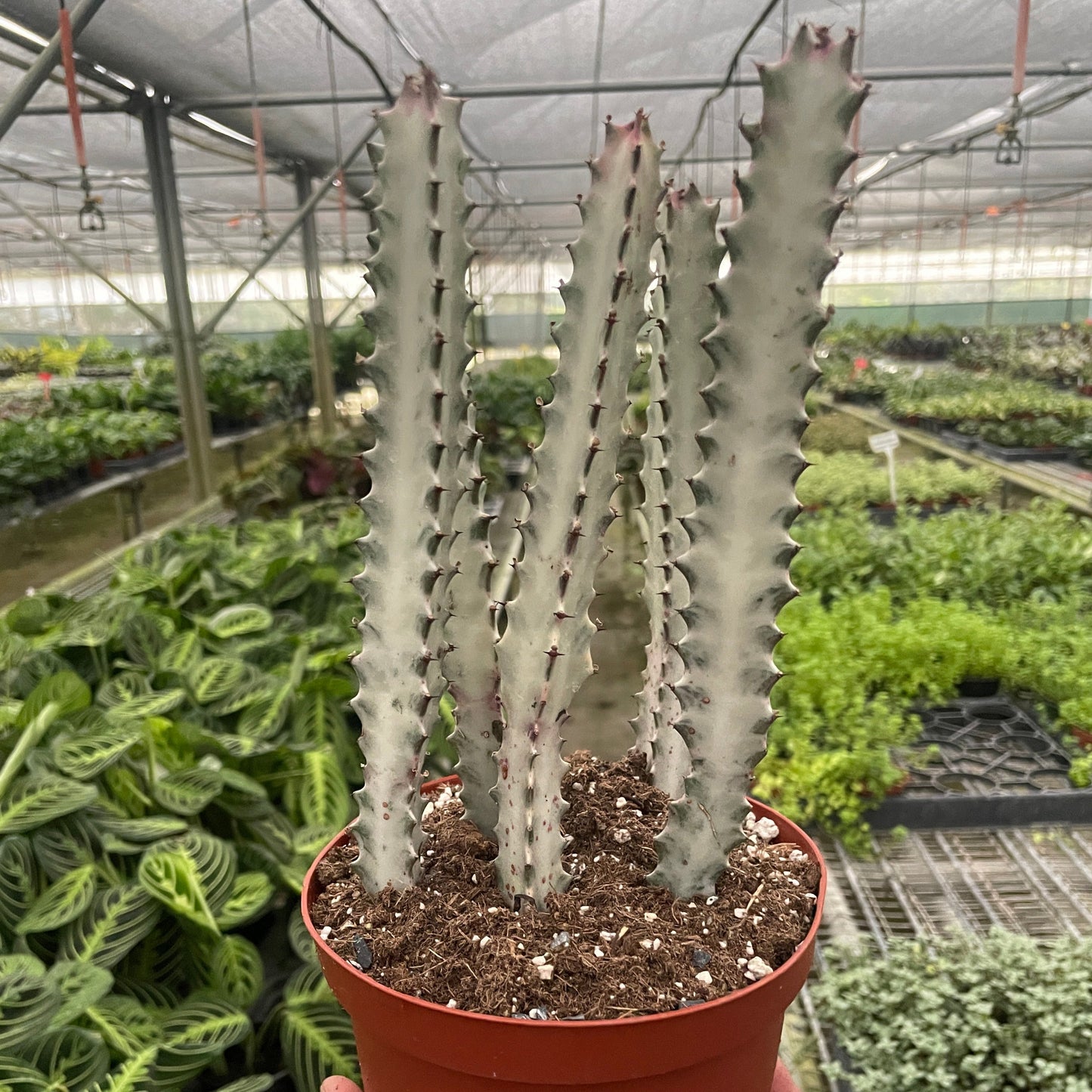 Succulent Euphorbia 'Dragon Bone' 6"