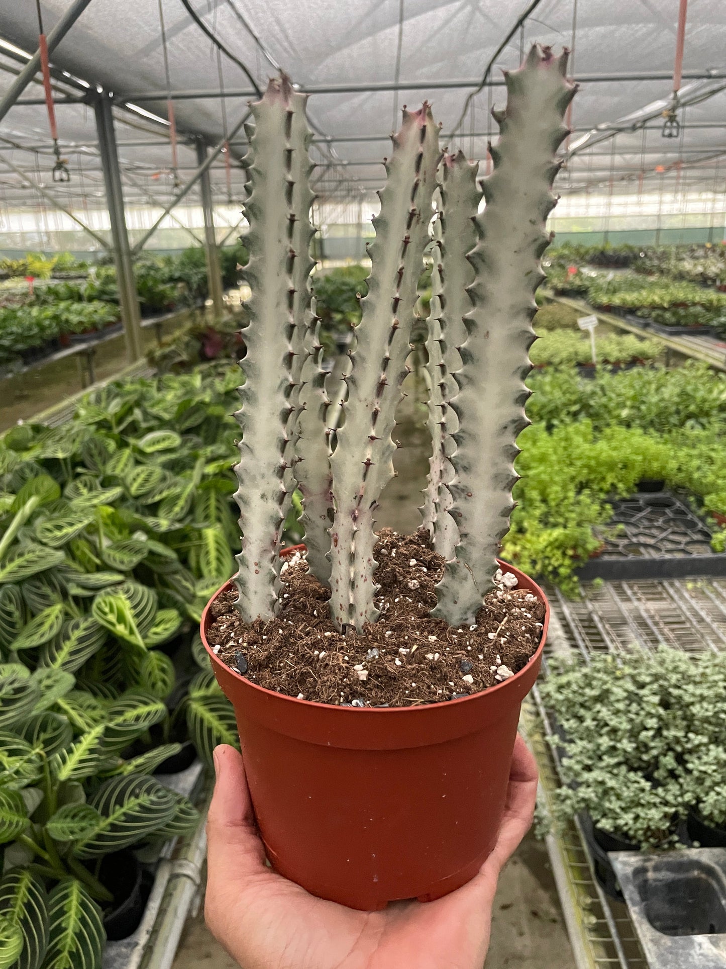 Euphorbia 'Dragon Bone'