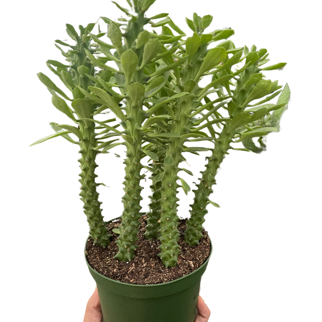 Euphorbia Sausage Spurge 6"