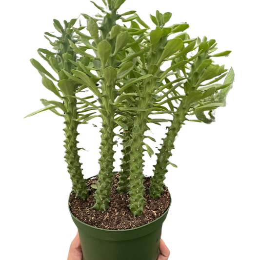 Euphorbia Sausage Spurge 6"