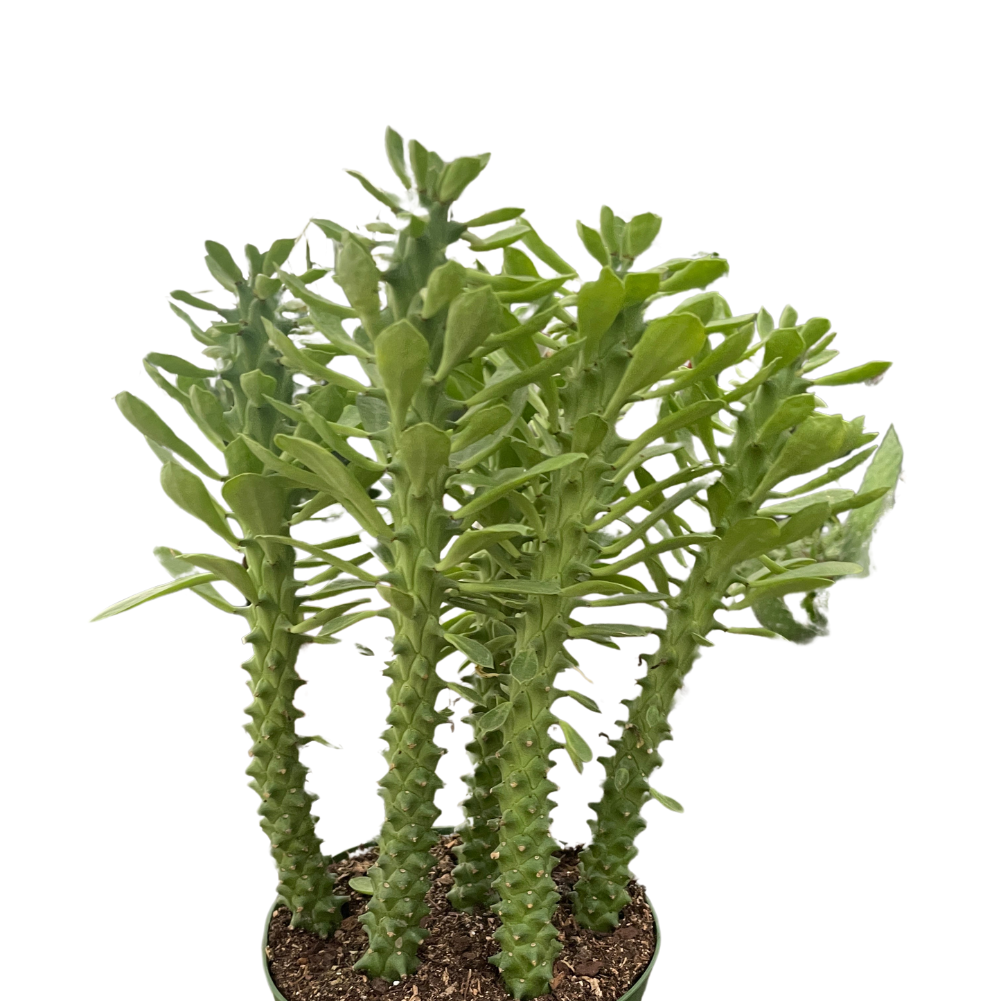 Euphorbia 6"