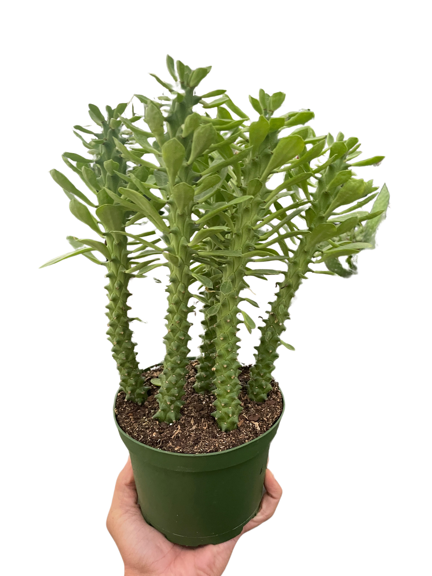 Euphorbia Sausage Spurge