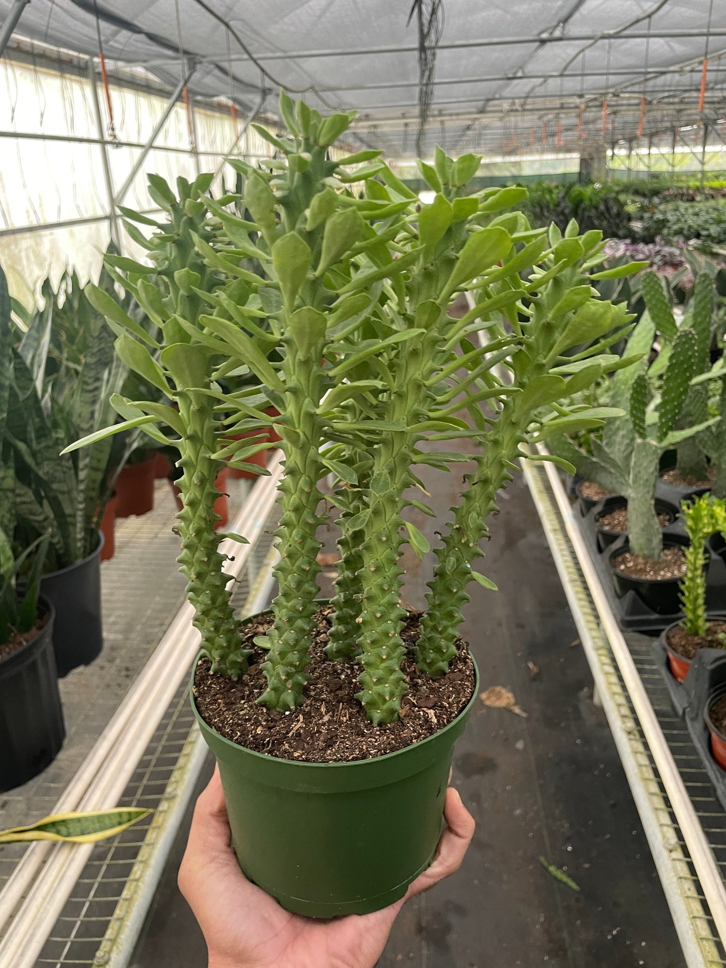 Euphorbia Sausage Spurge