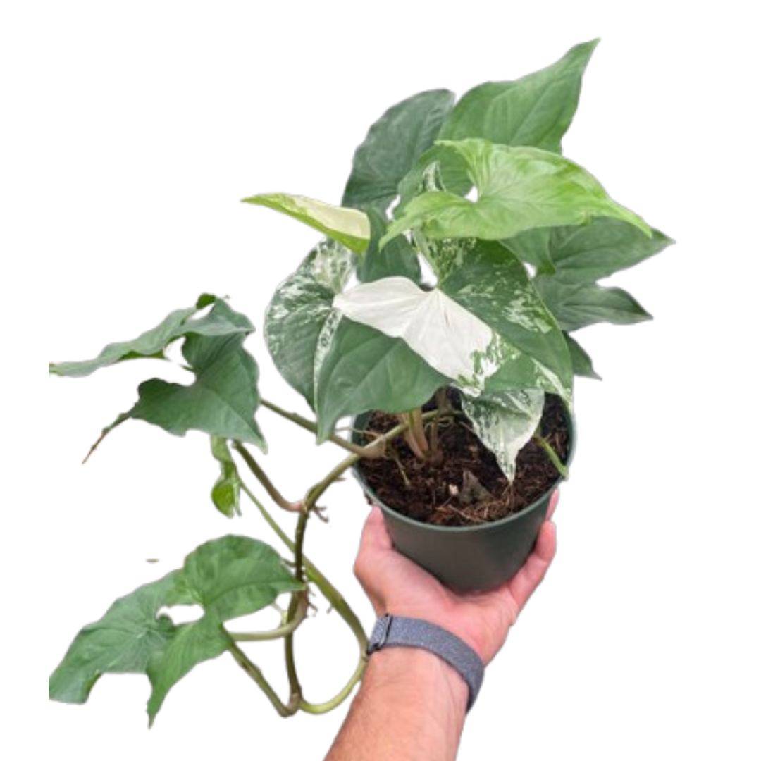 Syngonium 'Albo' 6"