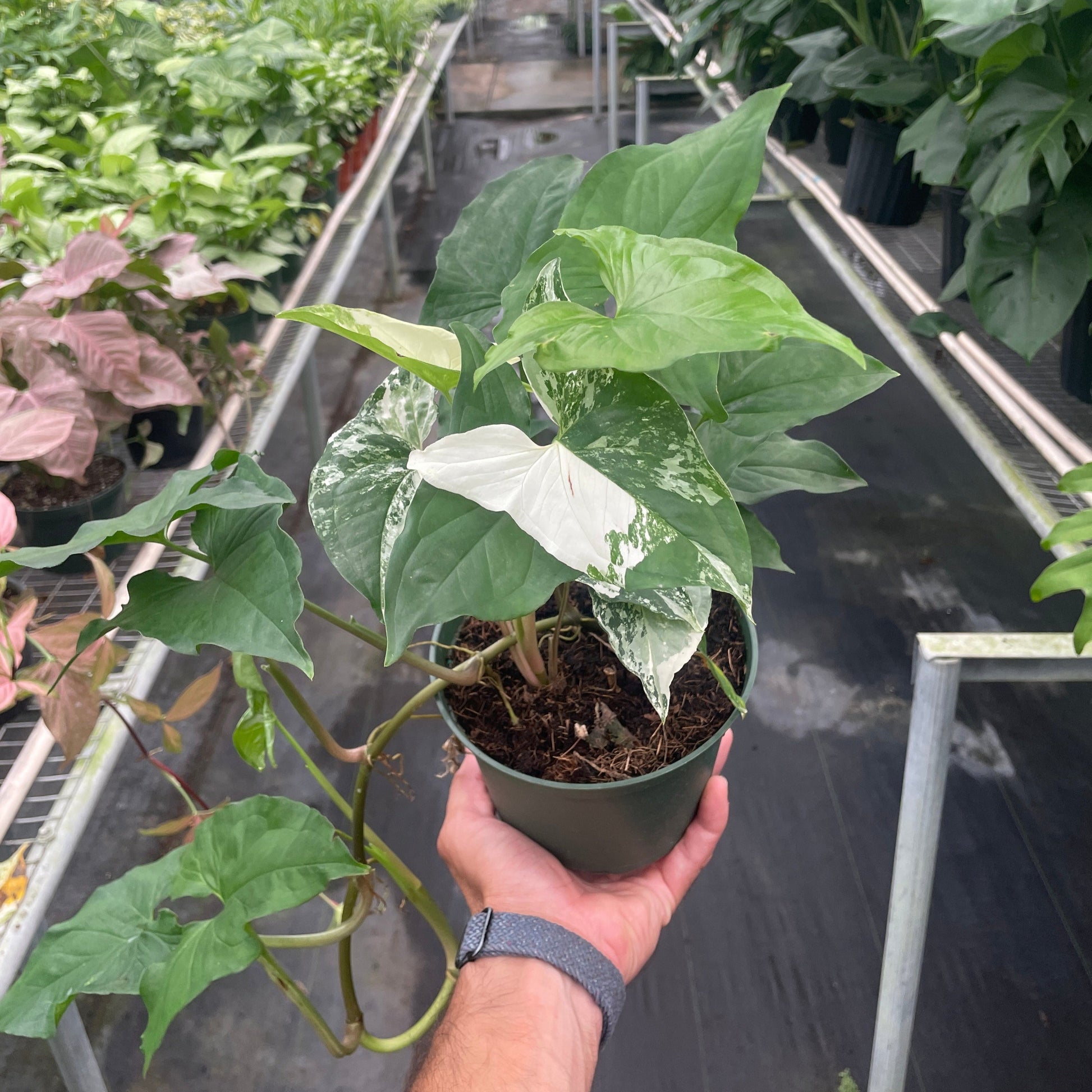 Syngonium Albo 6"