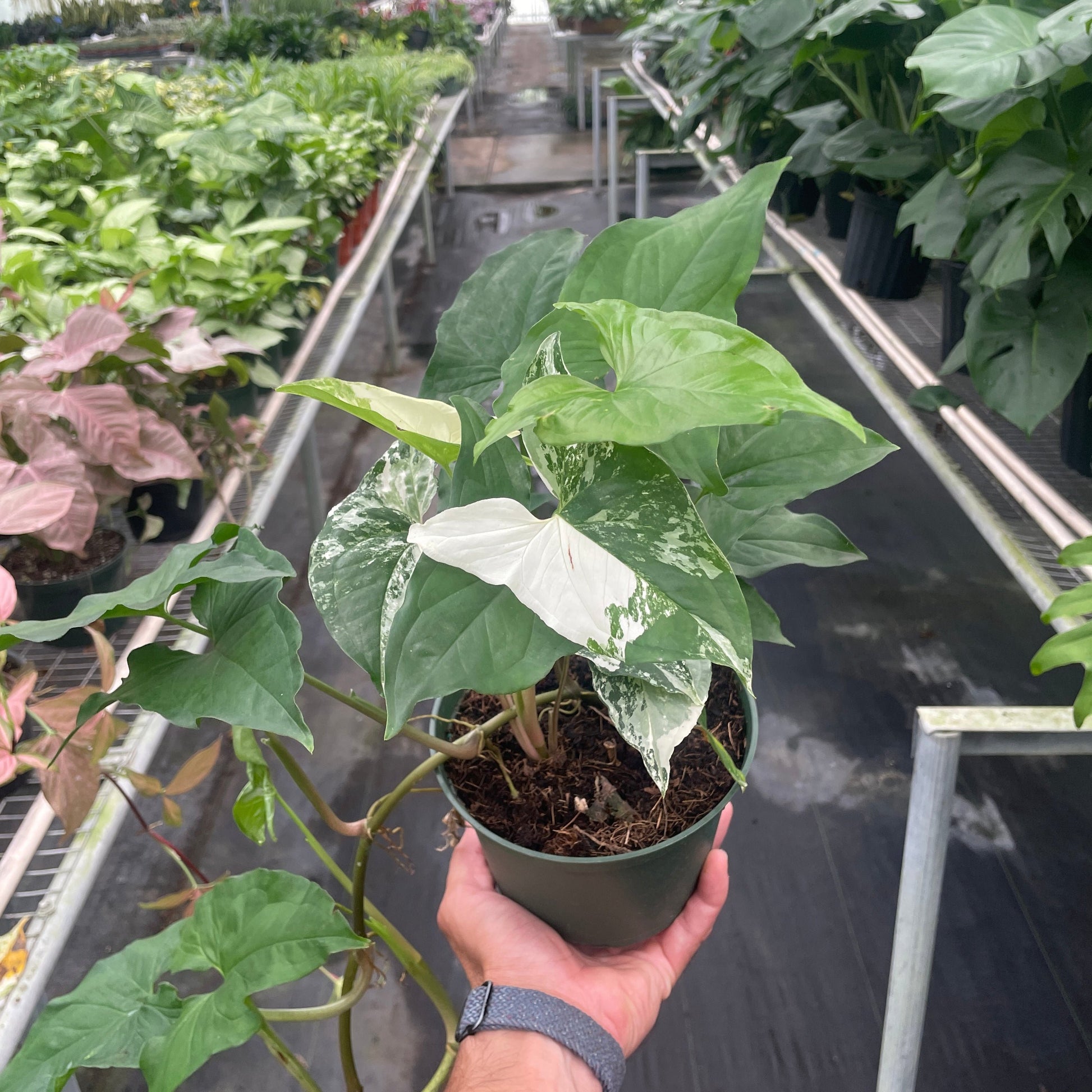 Syngonium albo 