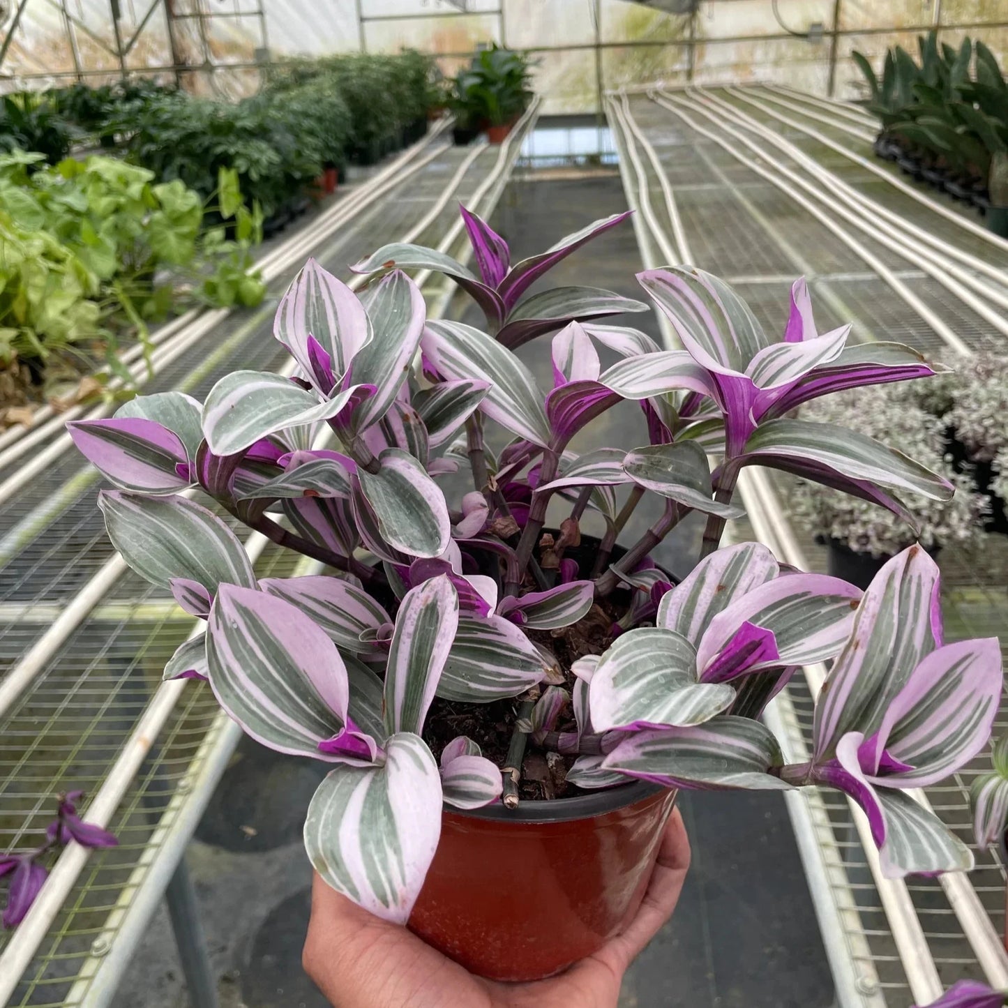 Pick and Green Tradescantia Nanouk 6"