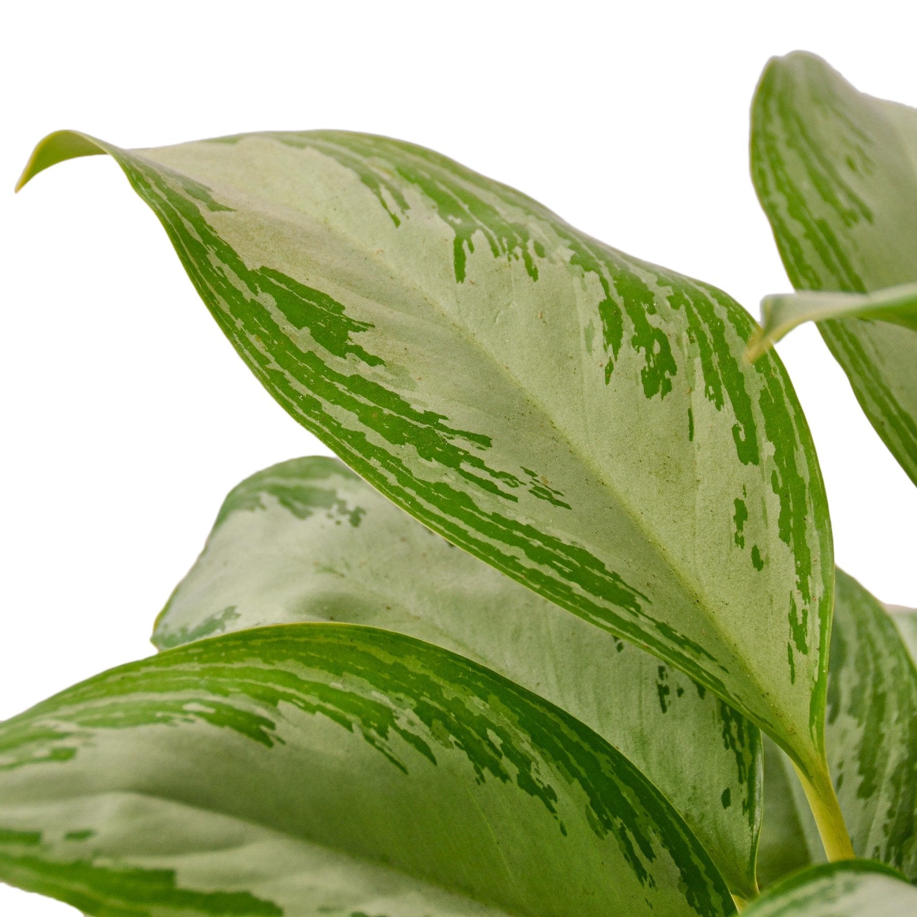 Aglaonema Silver Bay Chinese Evergreen