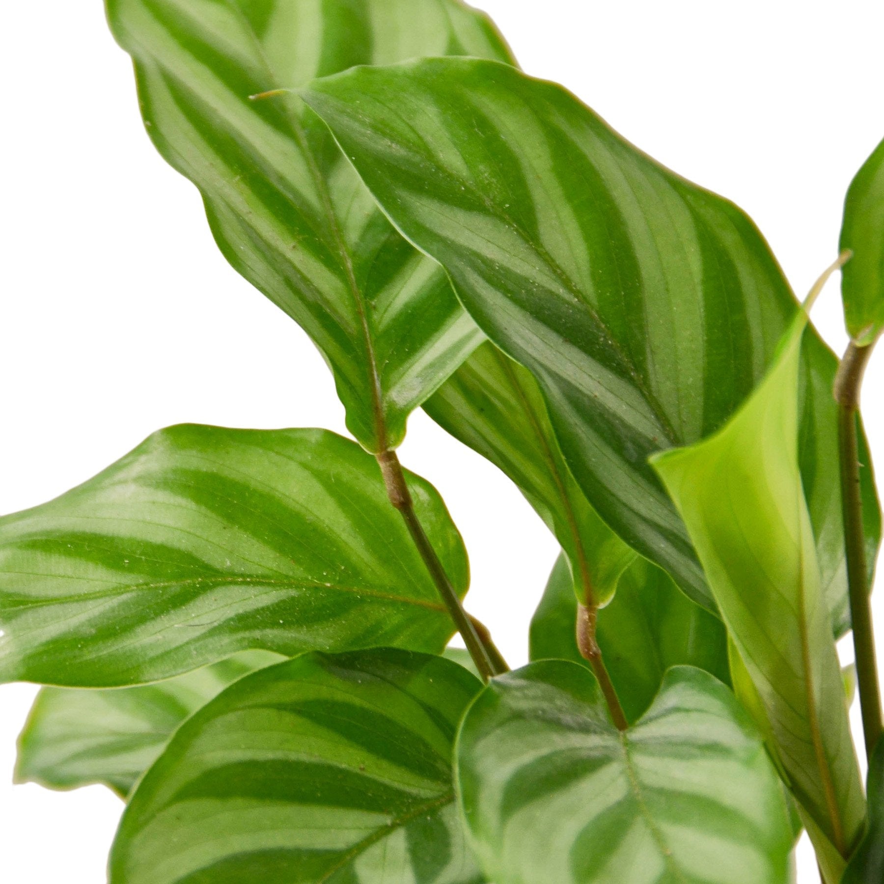 Calathea Concinna 'Freddie' Close Up