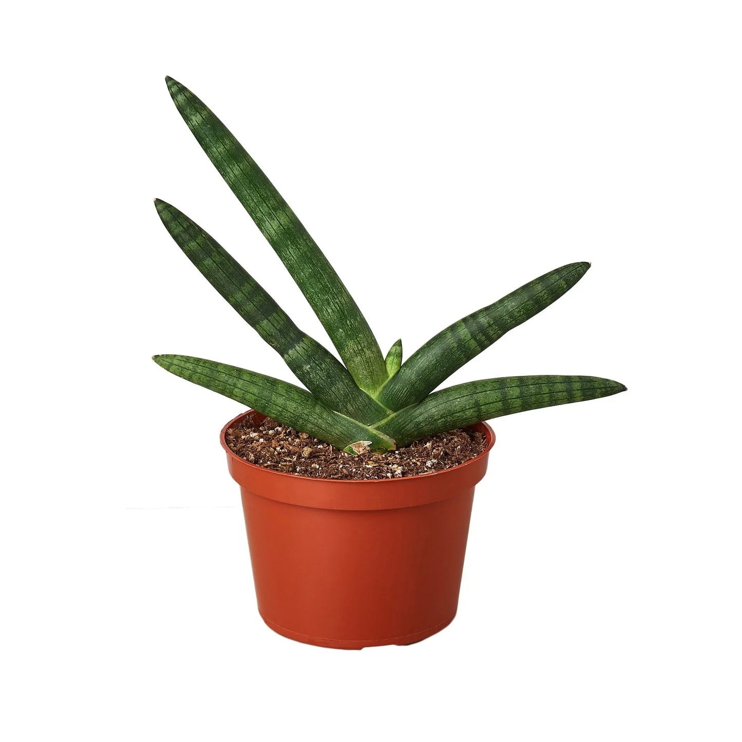 Starfish Snake Plant 4"